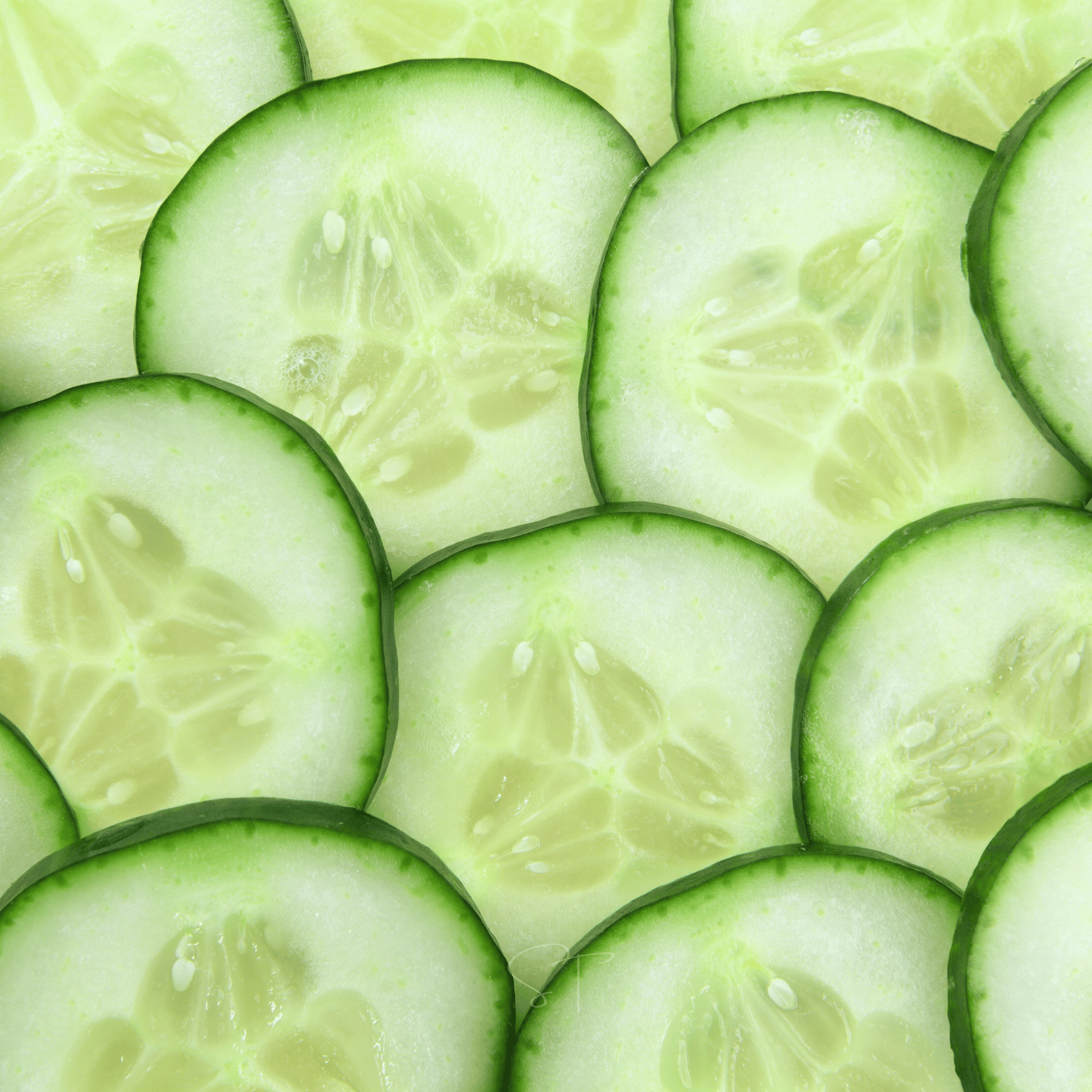 Packet of Ashley Cucumber seeds from Southern Seeds, showcasing fresh cucumber seeds in a colorful packet for planting.