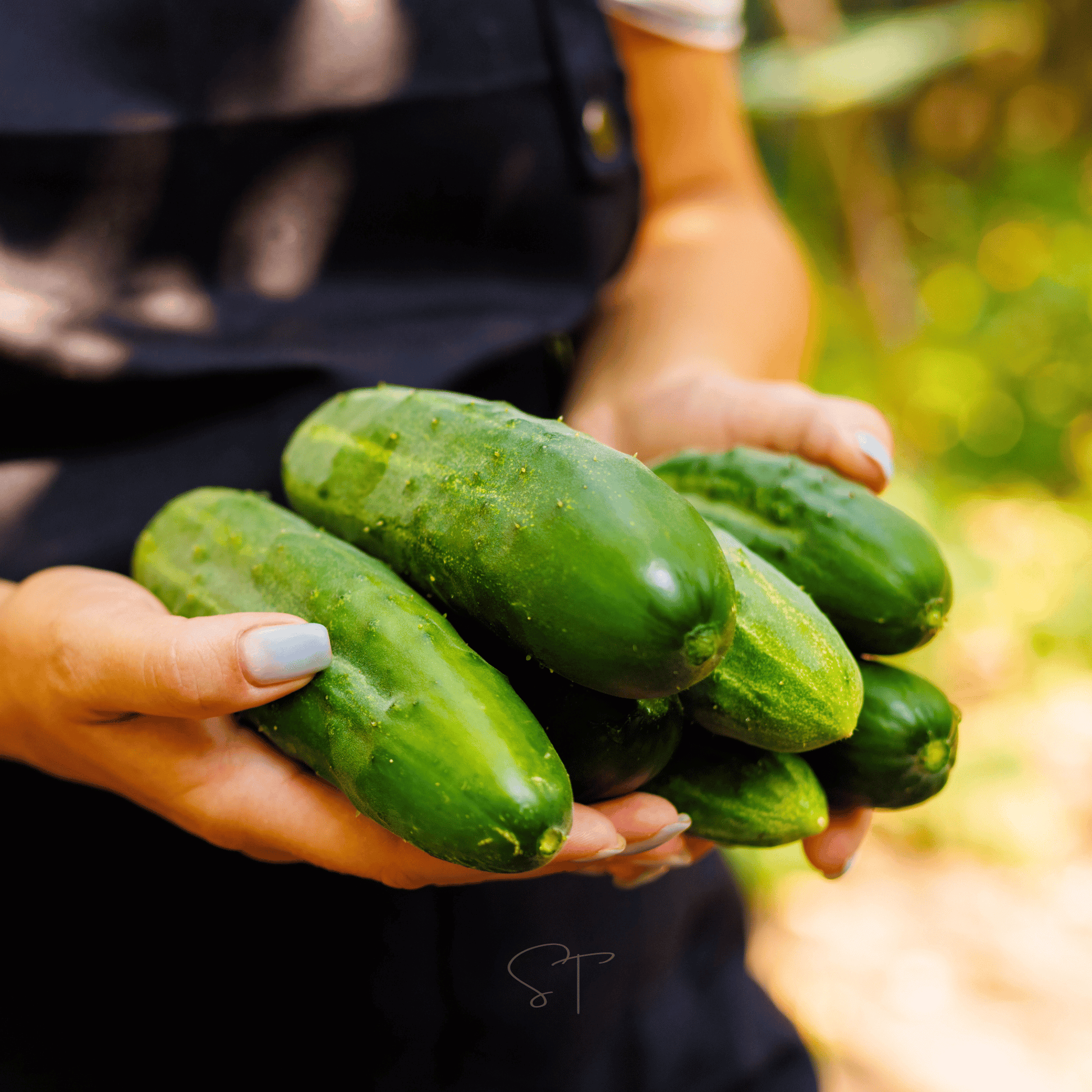 Packet of Ashley Cucumber seeds from Southern Seeds, showcasing 30 cucumber seeds in a clear packet for planting.