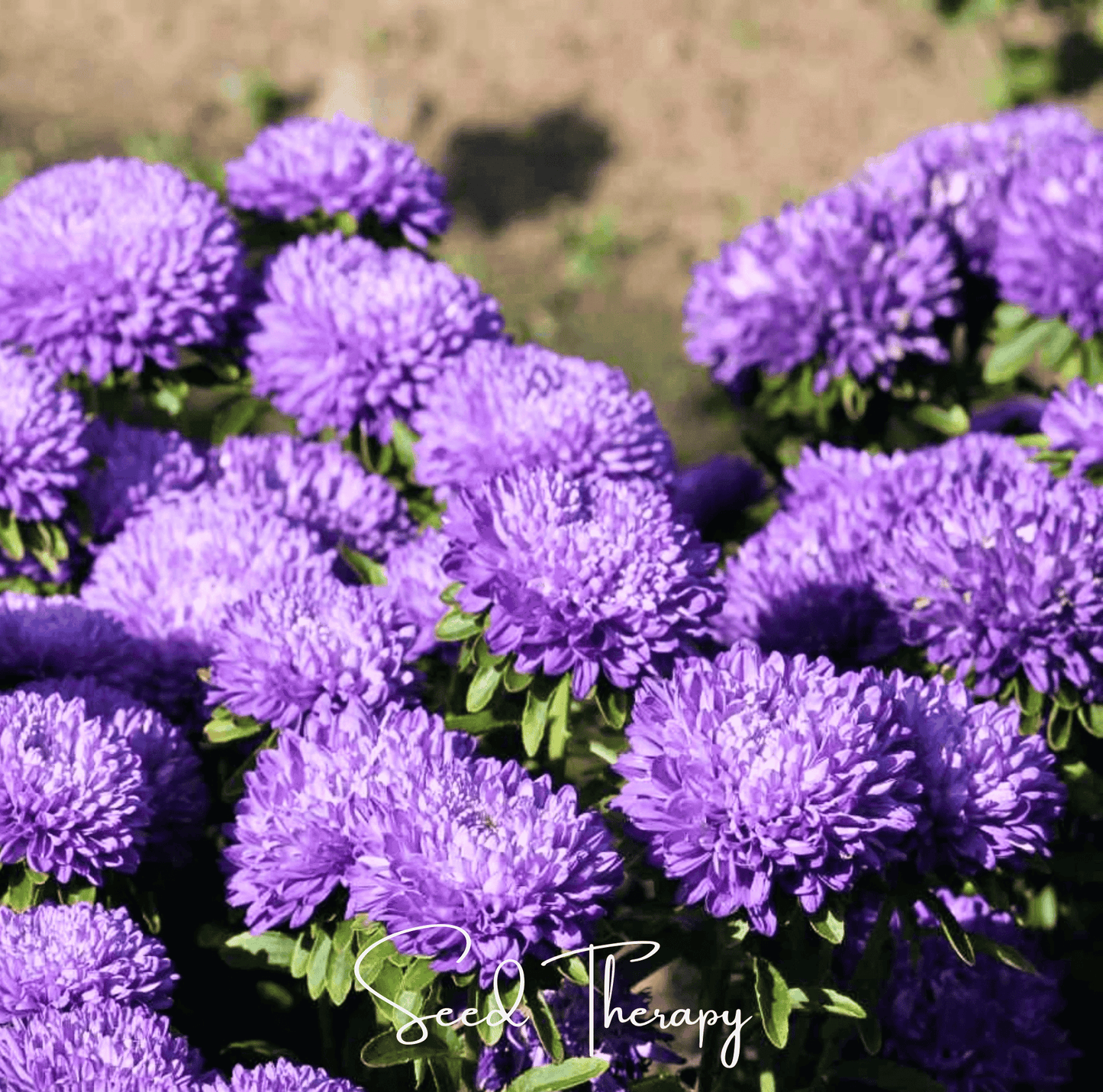 Lavender Gremlin Aster seed packet from Southern Seeds, featuring 50 seeds of vibrant lavender-colored Callistephus Gremlin flowers.
