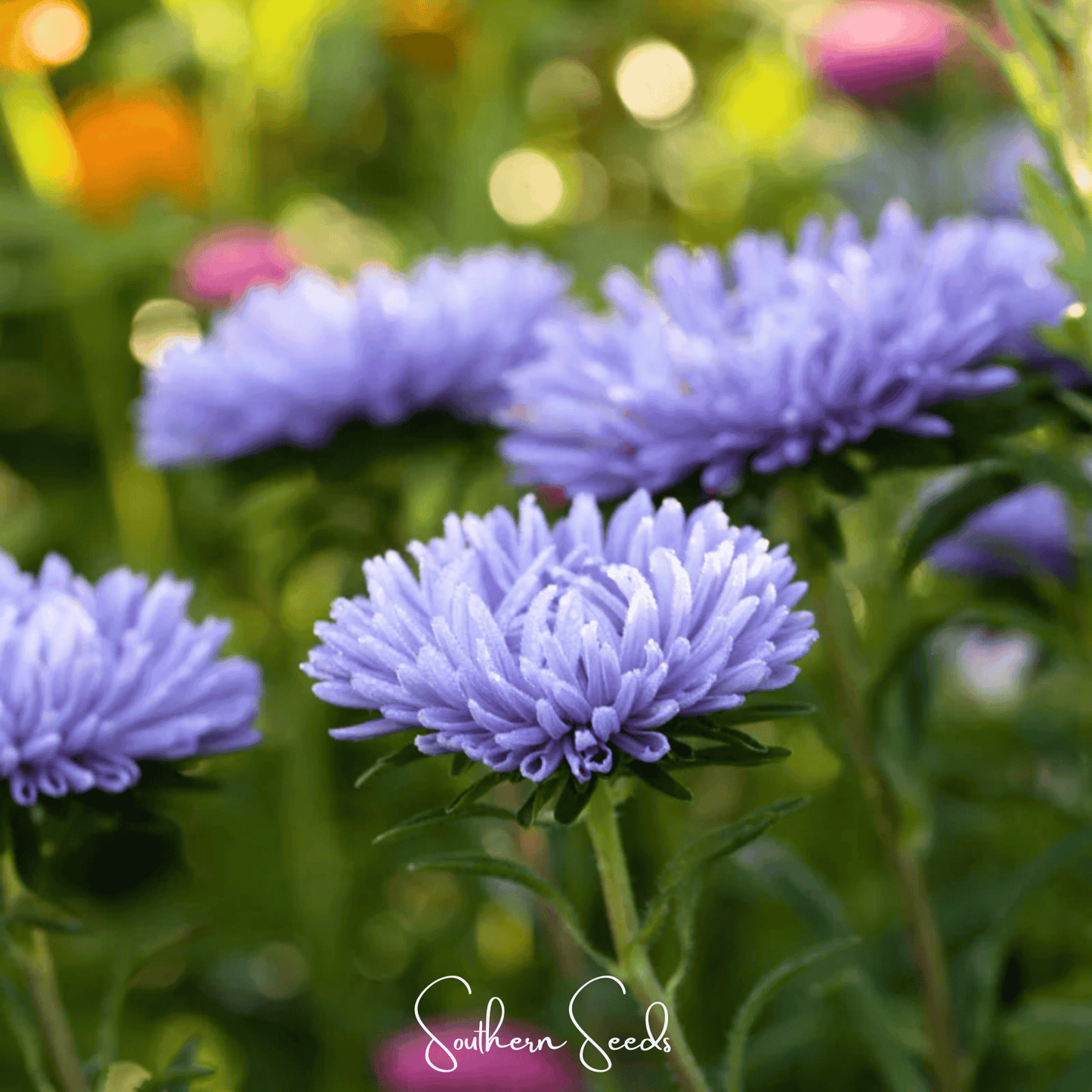 Lavender Gremlin Aster seeds by Southern Seeds, showing a cluster of vibrant lavender-colored flowers and green foliage.