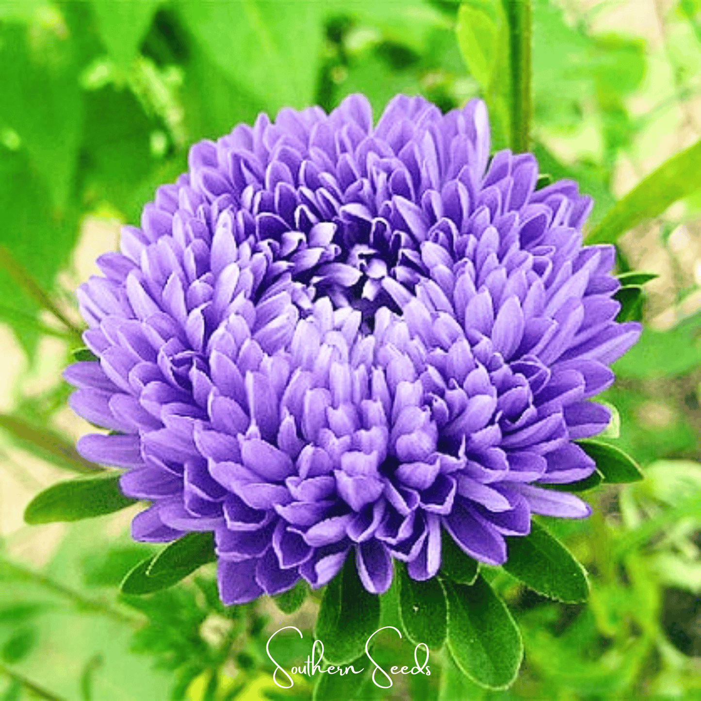 Lavender Gremlin Aster seeds from Southern Seeds, small dark seeds for growing vibrant lavender-colored asters in your garden.