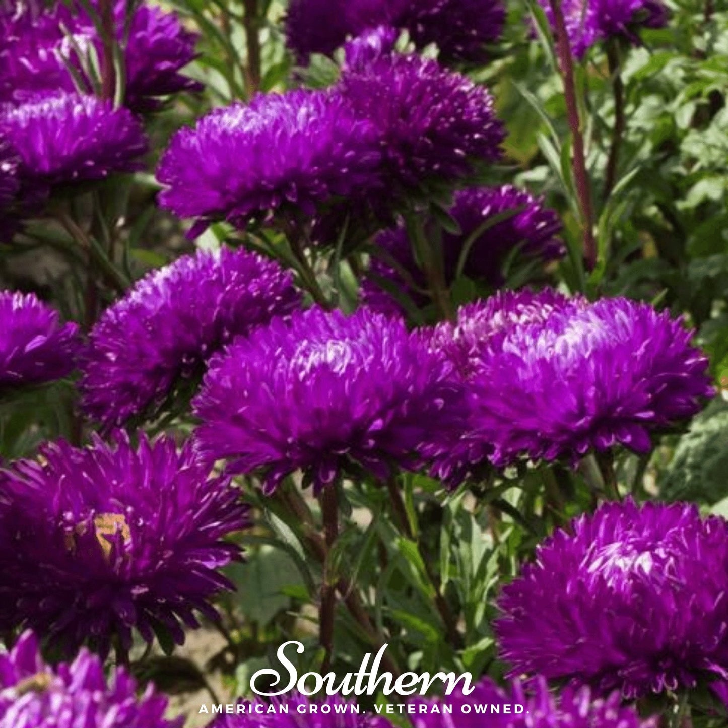 Violet Gremlin Aster seeds from Southern Seeds, showing vibrant purple flower buds and green foliage ready for planting.