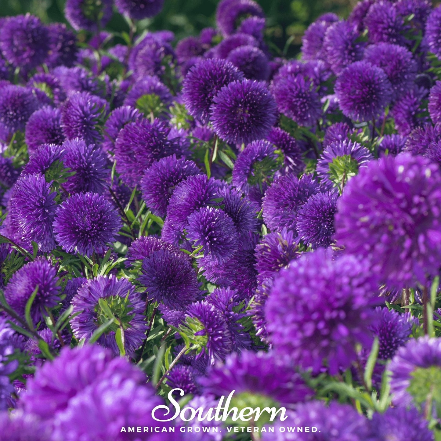 Violet Gremlin Aster seeds from Southern Seeds, showing a close-up of vibrant violet flower buds and green foliage.