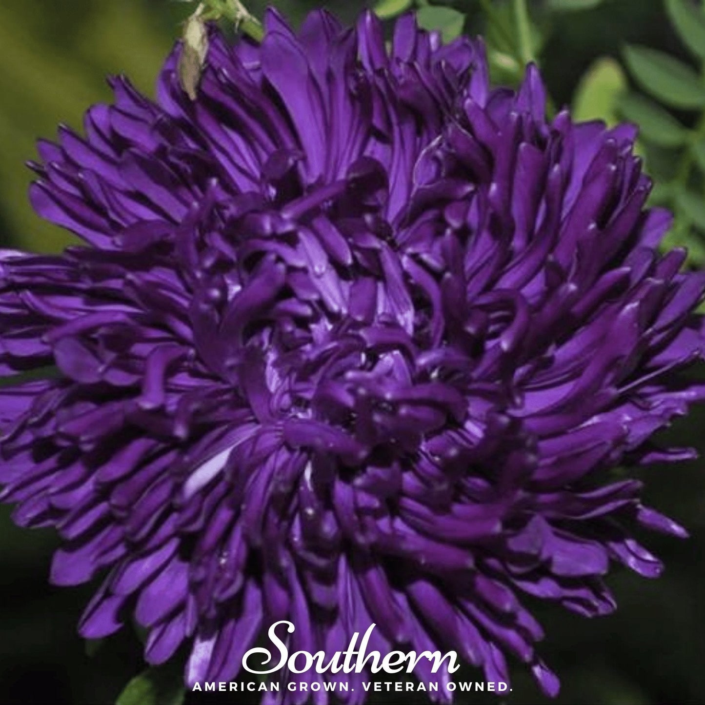 Violet Gremlin Aster seeds from Southern Seeds, showing a close-up of small violet flower buds and green foliage.