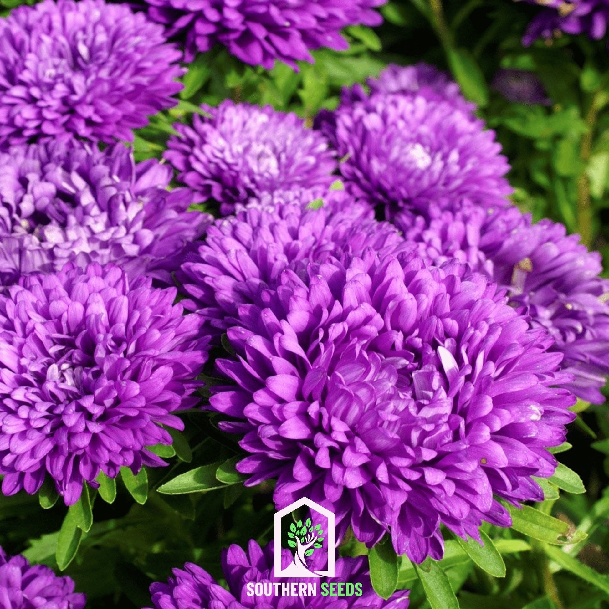 Blue Aster Milady seeds from Southern Seeds, showing a cluster of vibrant blue flowers and green foliage.