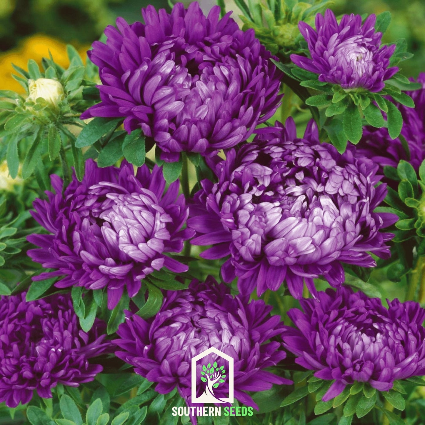 Blue Aster Milady seeds from Southern Seeds, small packets of vibrant blue flower seeds, ideal for garden planting.