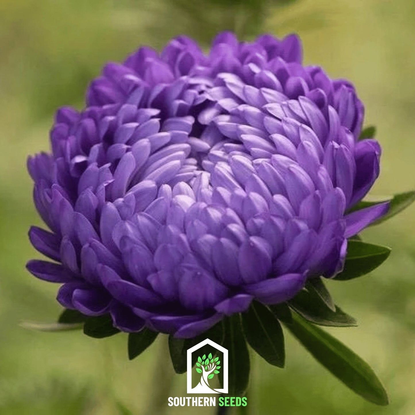 Blue Aster Milady seeds by Southern Seeds, showing vibrant blue flower buds and green foliage, ready for planting.