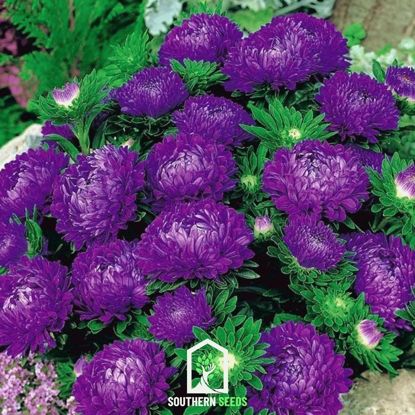 Blue Aster Milady seeds from Southern Seeds, showing a cluster of vibrant blue flowers and green foliage in a close-up shot.