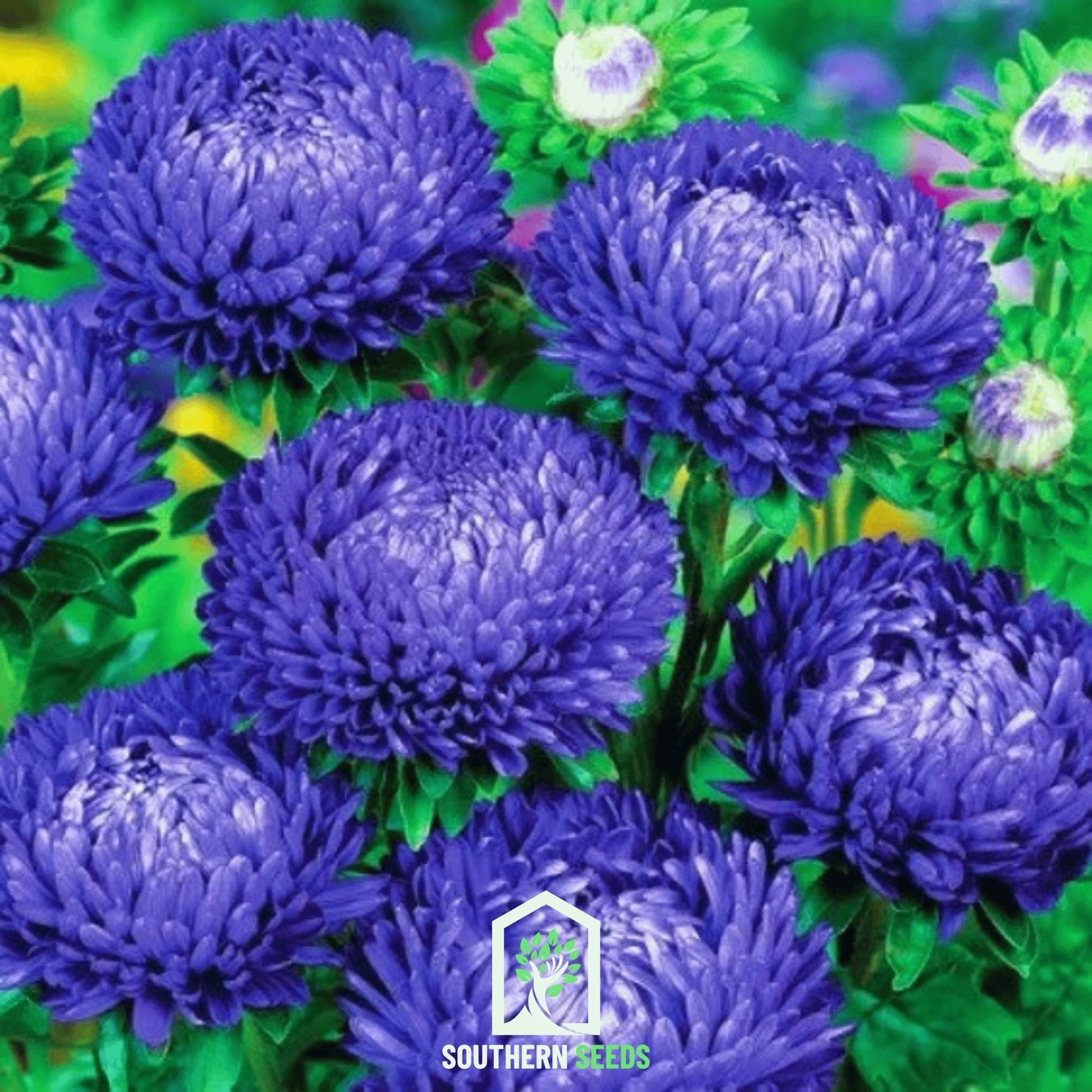 Dark blue Paeony Duchess Aster seeds from Southern Seeds, showing a close-up of the vibrant flowers and seed packet.