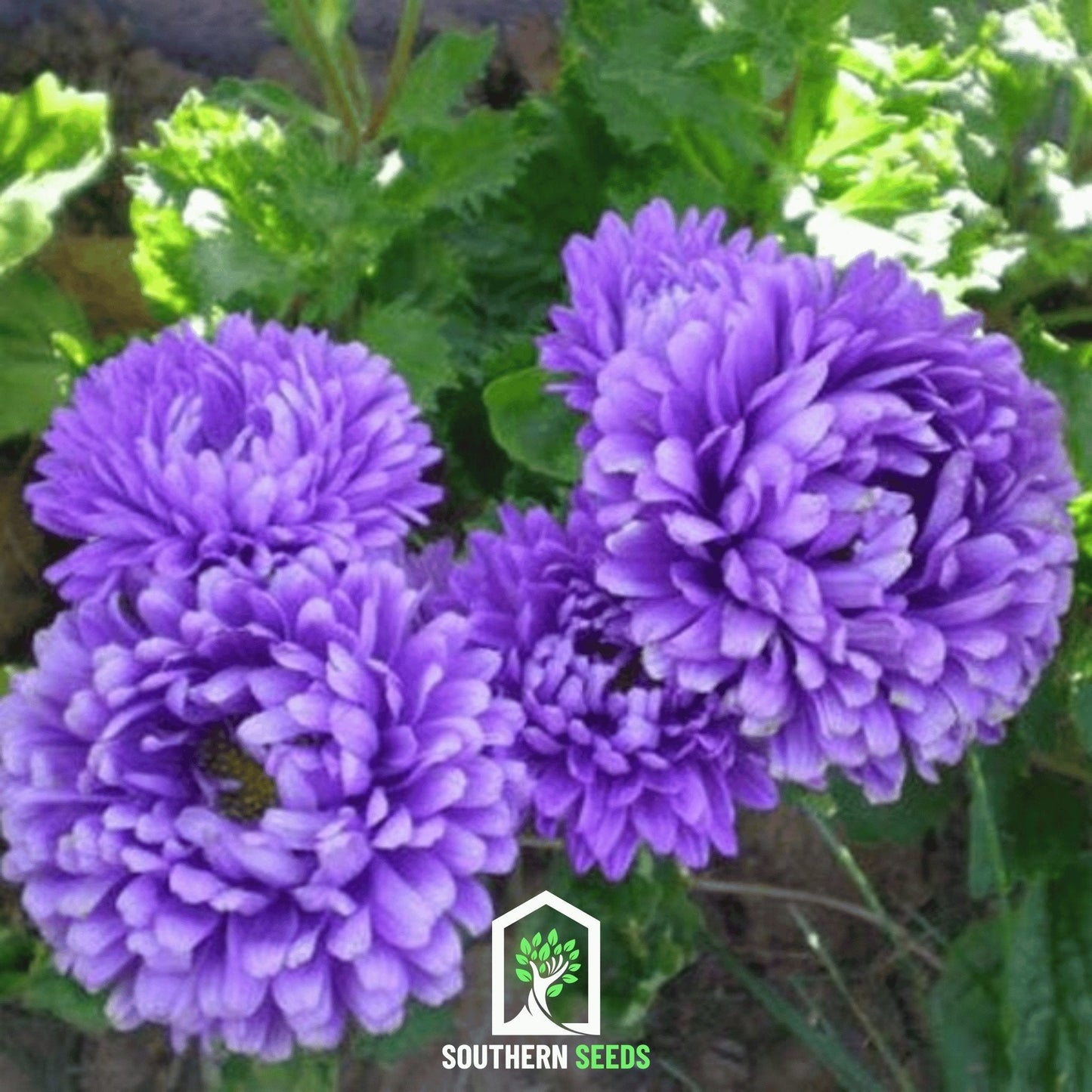 Dark blue Paeony Duchess Aster seeds from Southern Seeds, showcasing the seed packet with vibrant flower images and branding.