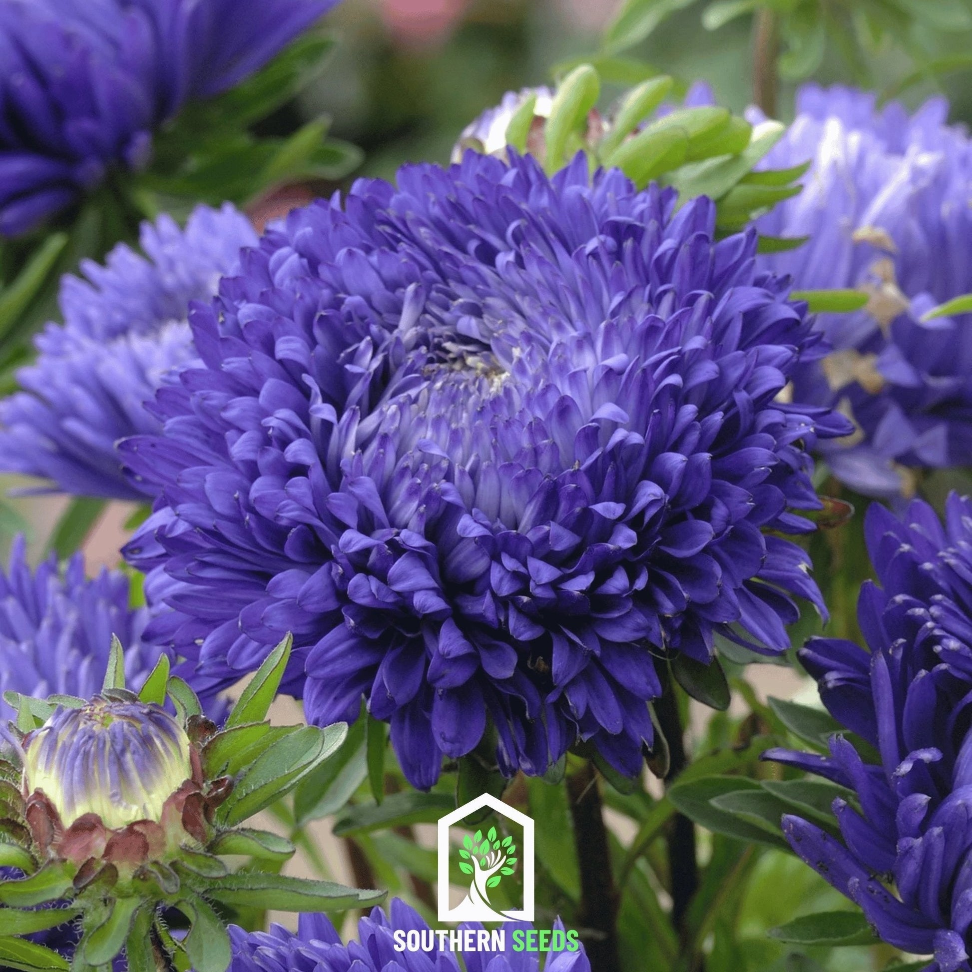Dark blue Paeony Duchess Aster seeds from Southern Seeds, showing vibrant flower buds and green foliage.