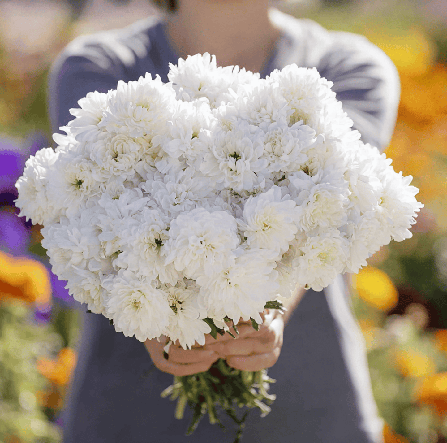 White Paeony Duchess Aster seeds packet from Southern Seeds, featuring 50 seeds of callistephus paeony-flowered aster.