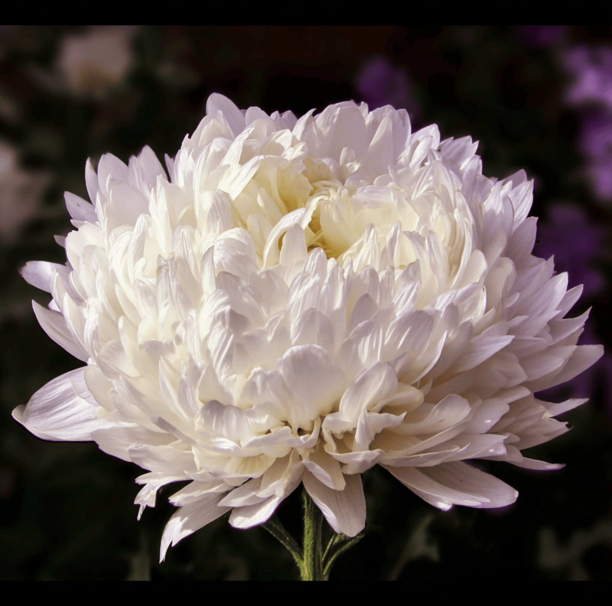 White Paeony Duchess Aster seeds packet from Southern Seeds, featuring callistephus paeony flower seeds for gardening.