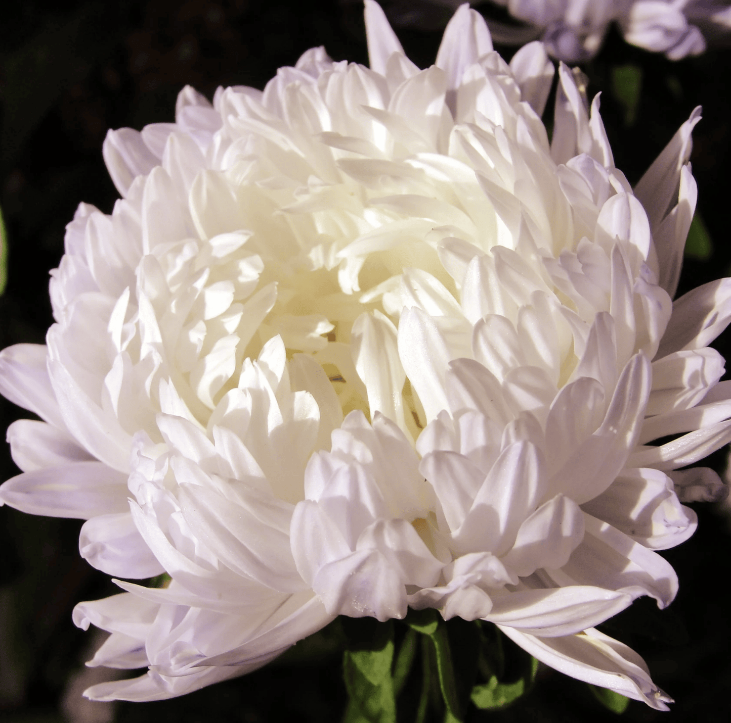 White Paeony Duchess Aster seeds packet from Southern Seeds, showcasing a close-up of the seed packet with floral design and seed details.