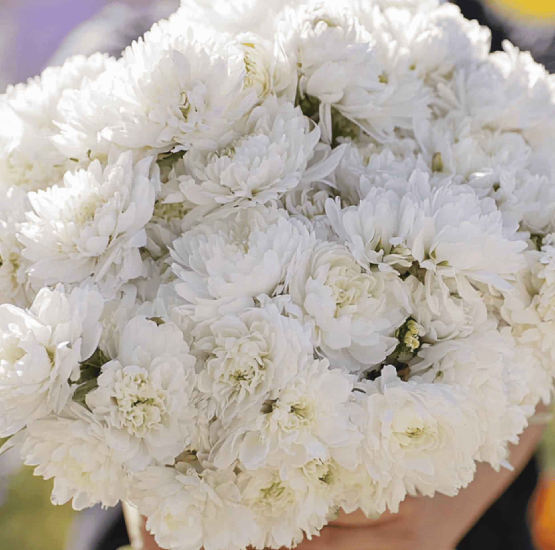 White Paeony Duchess Aster seeds packet from Southern Seeds, featuring 50 seeds of callistephus paeony variety.