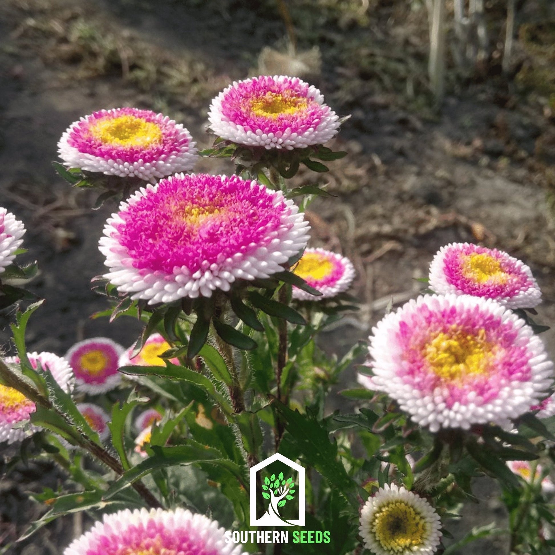 Hi-No-Maru Pompon Aster seeds from Southern Seeds, small yellow and white flower seeds for vibrant garden blooms.