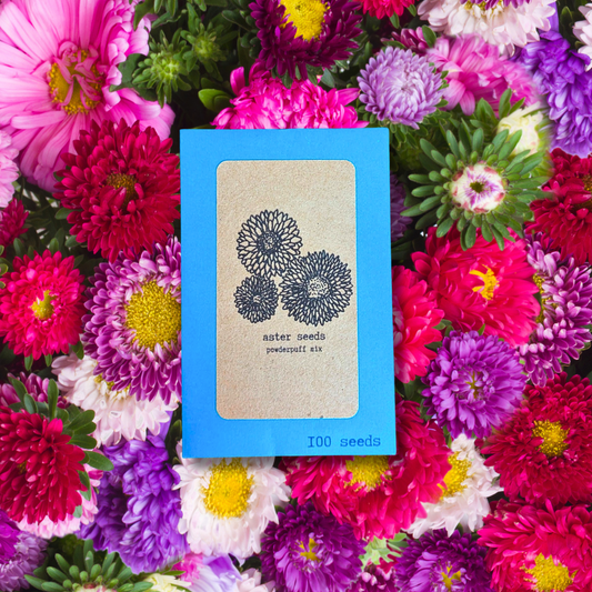 Close-up of Plantflix Aster flower seeds in a packet, showcasing vibrant seed details for planting and gardening.