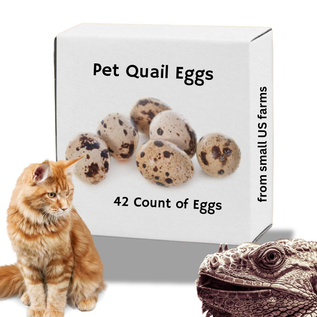Raw whole quail eggs for pets from Quailz.com by Undique LLC, showing fresh eggs in a natural setting.