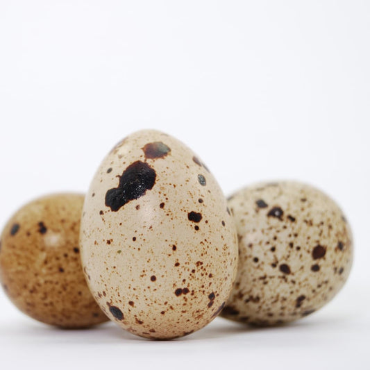 Set of 10 cleaned hollow quail eggshells from Quailz.com, perfect for crafting and decorative projects