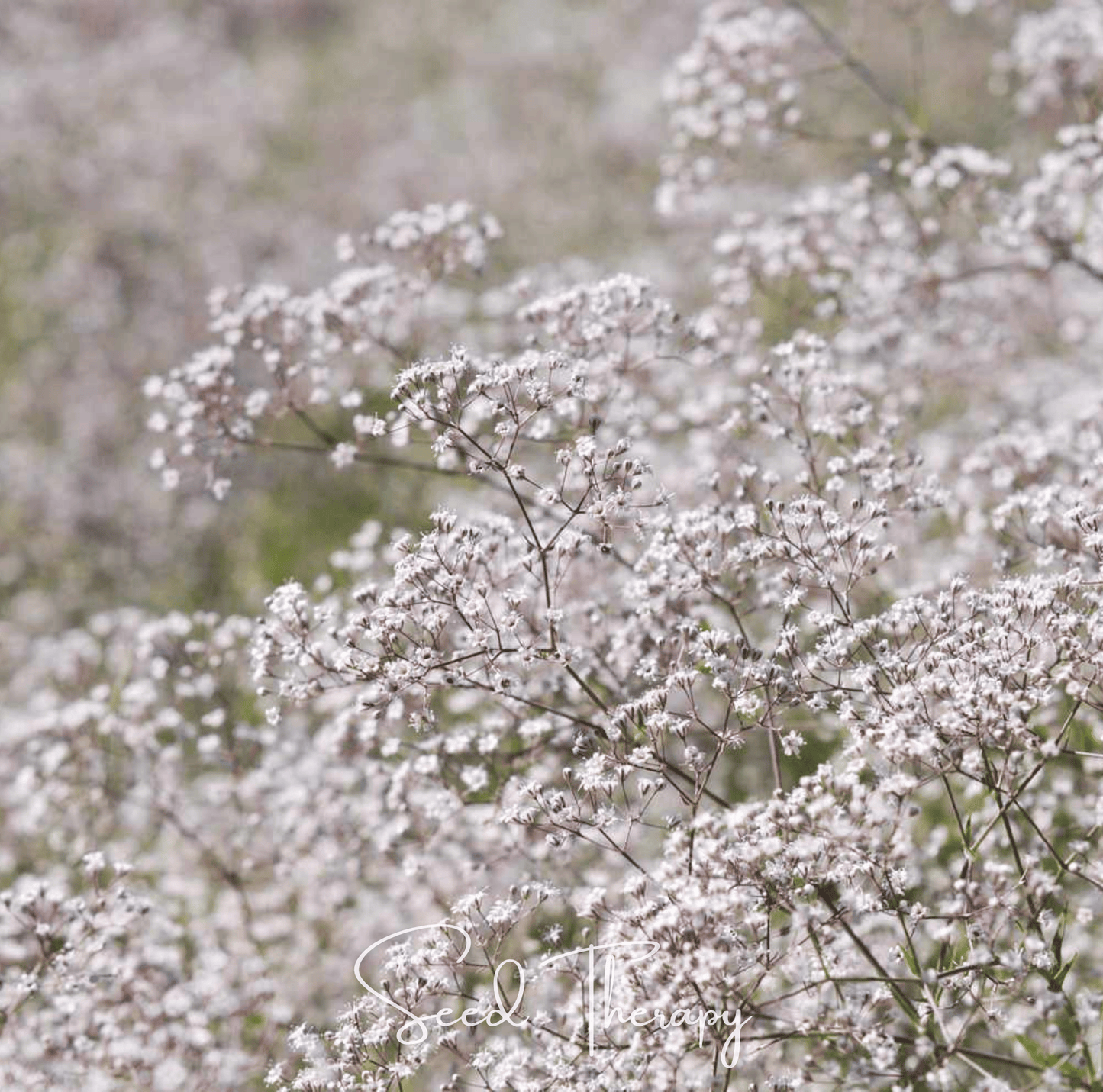 Perennial Baby’s Breath seeds from Southern Seeds, small seed packet featuring Gypsophila paniculata for garden planting.
