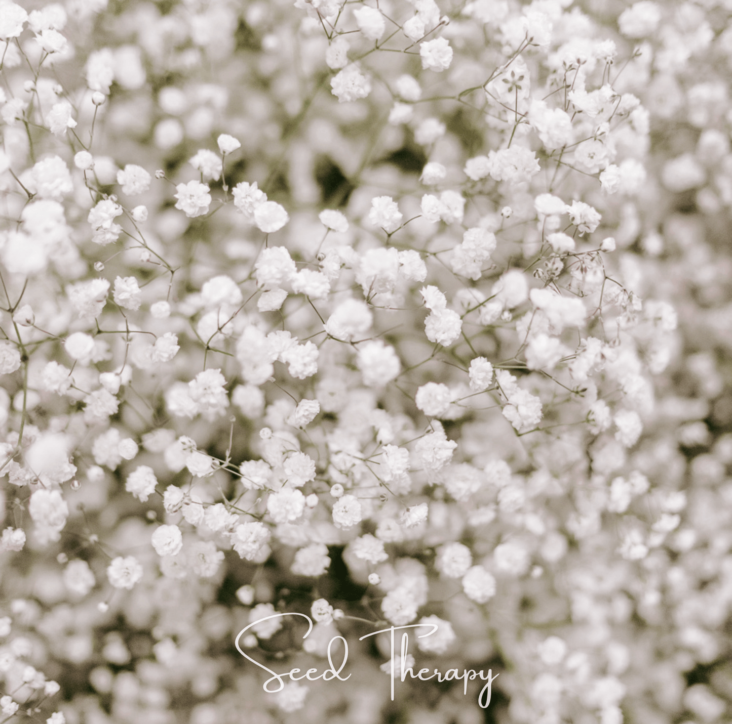 Perennial Baby’s Breath seeds from Southern Seeds, showing a packet of gypsophila paniculata seeds for planting.