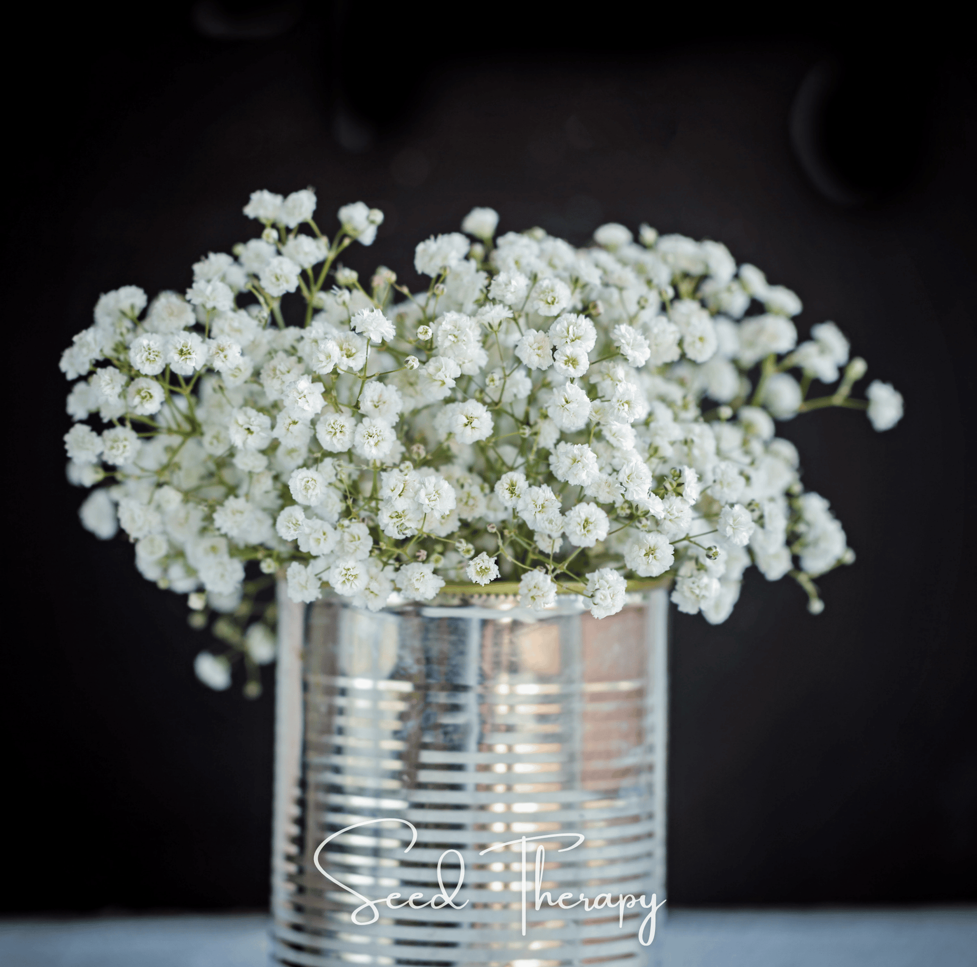 Packet of Southern Seeds perennial Baby’s Breath Gypsophila paniculata seeds showing small seed packet with floral illustration.