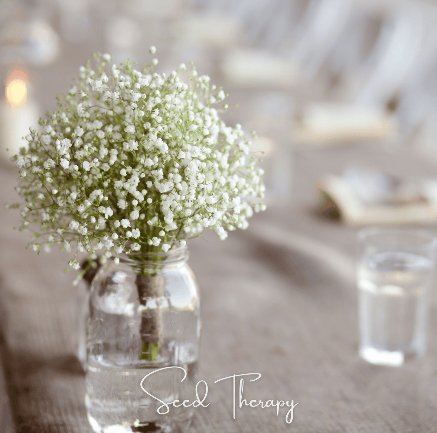 Perennial Baby’s Breath seeds from Southern Seeds, small seed packet with gypsophila paniculata variety for garden planting.