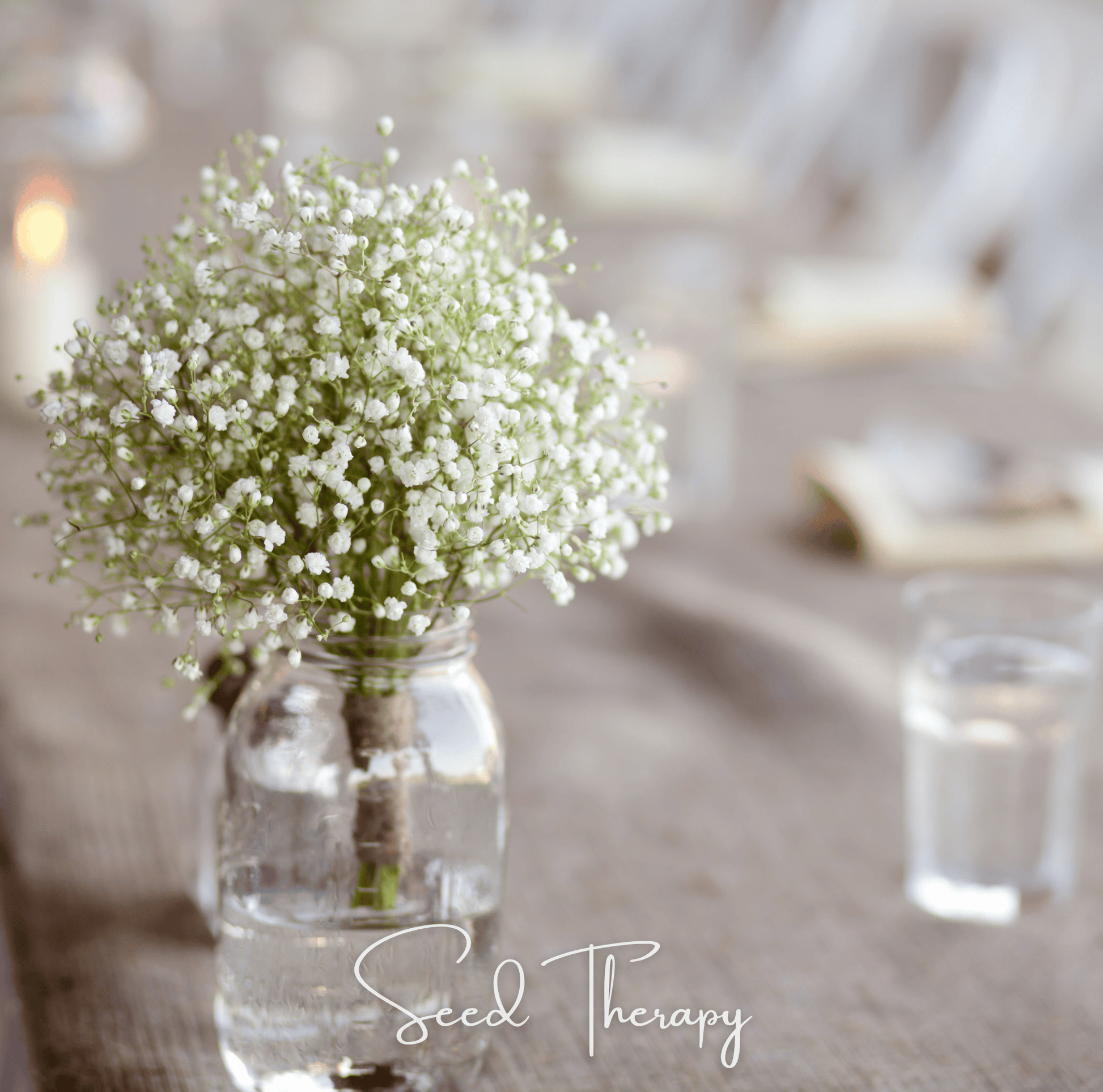 Perennial Baby’s Breath seeds from Southern Seeds, small seed packet with gypsophila paniculata variety for garden planting.