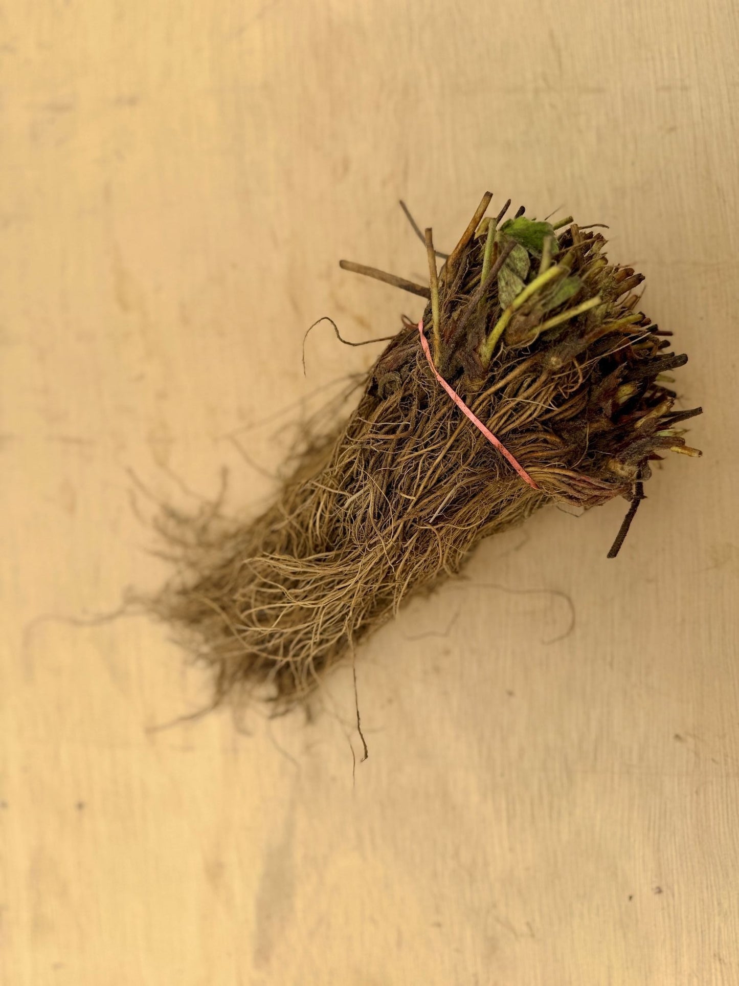 Bareroot Jewel Strawberry Plant from The Farm On Central, showing healthy green leaves and root system for planting.