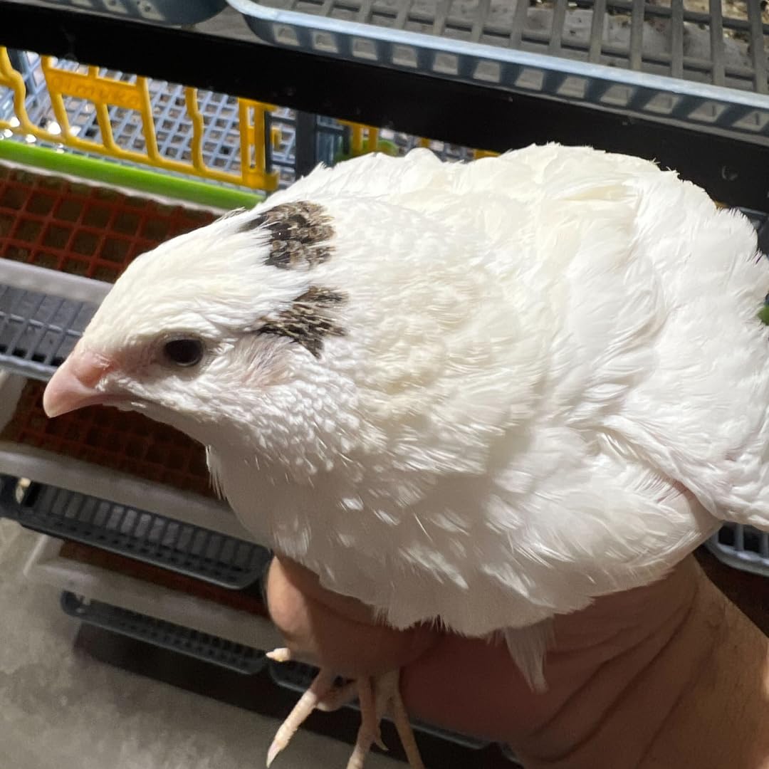 Jumbo white Coturnix quail hatching eggs from Quailz.com, freshly collected, ideal for breeders and homesteaders, high hatch rate potential.