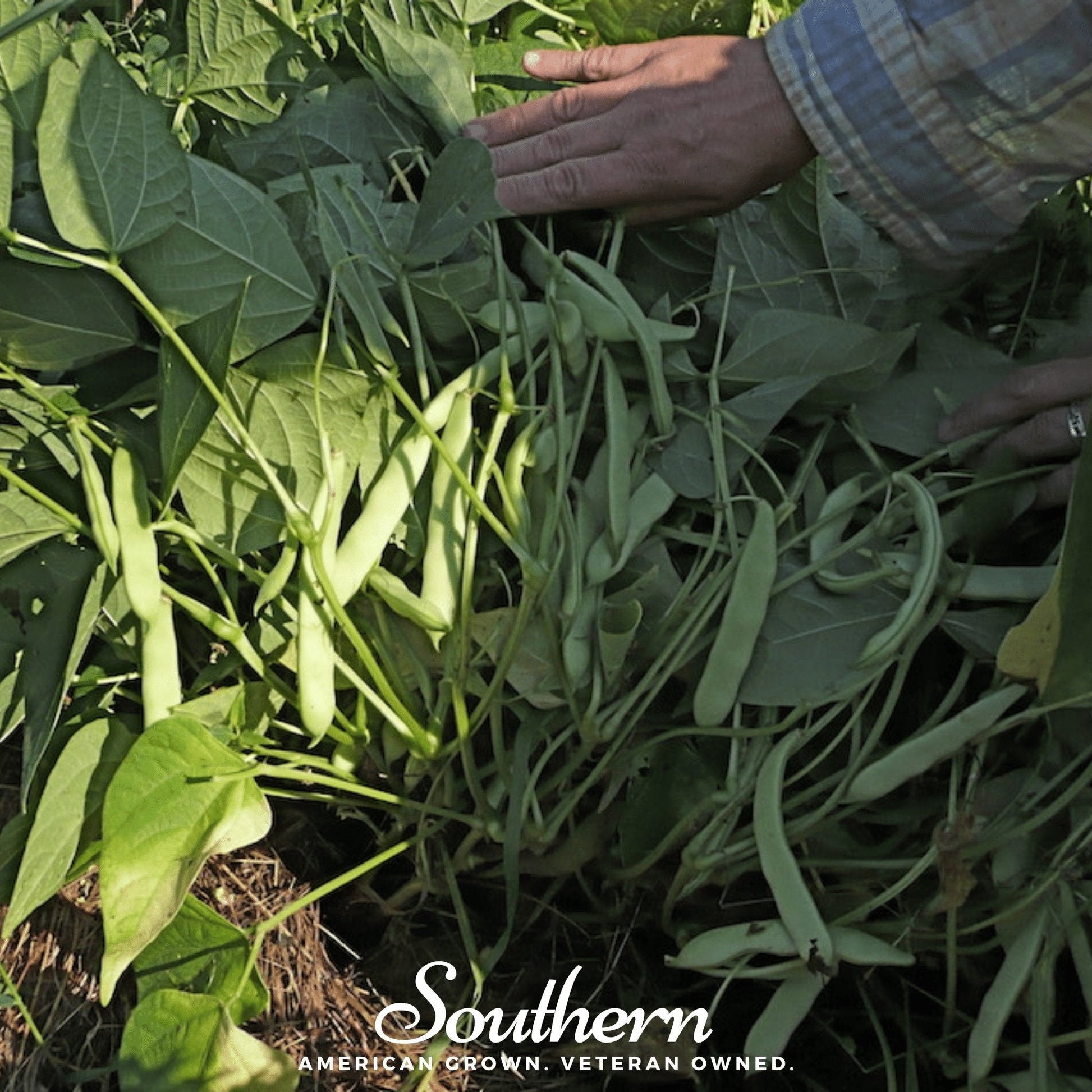Black Coco Bean bush plant with dark beans, 30 seeds from Southern Seeds, ideal for planting and gardening.
