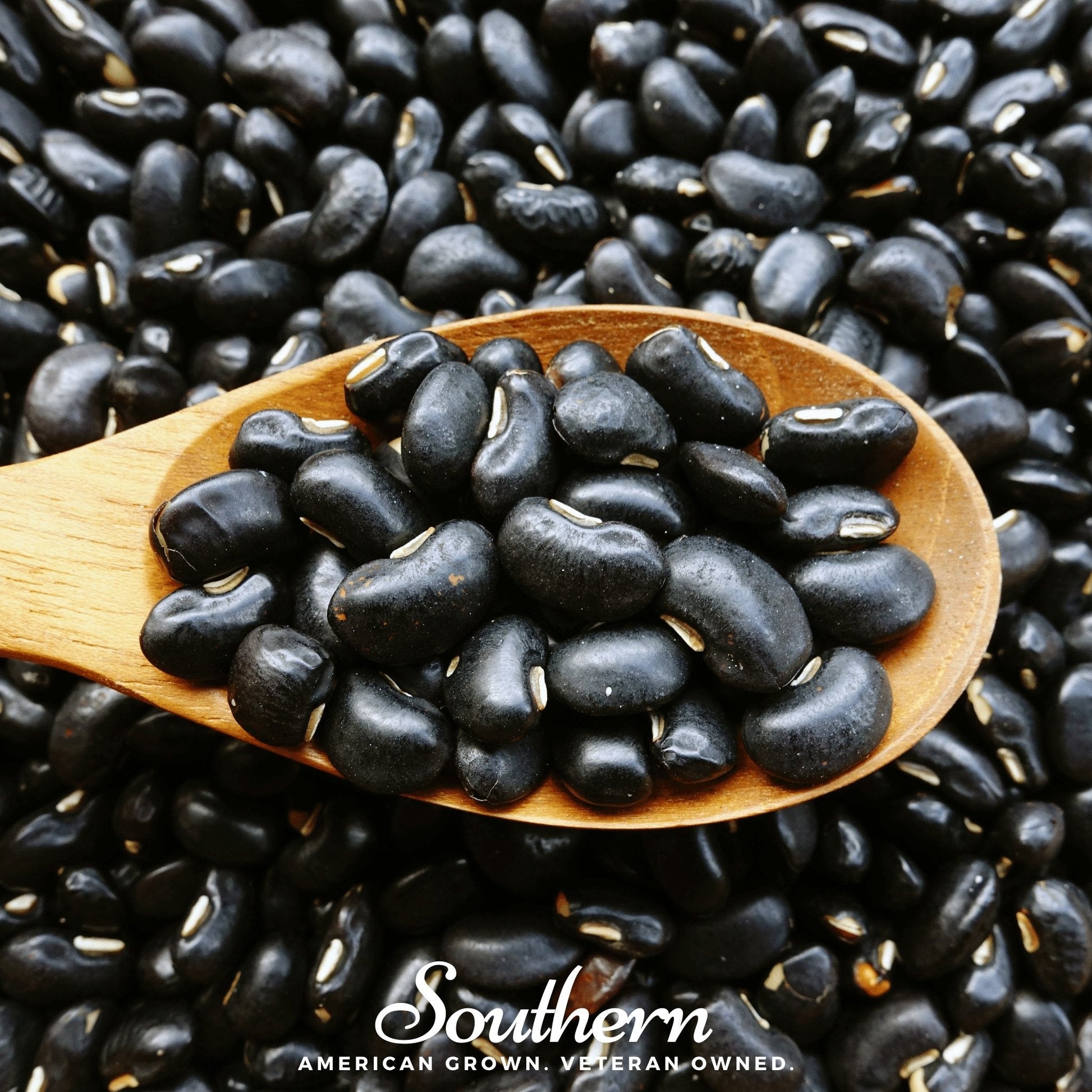 Black Coco bean bush plant with 30 seeds from Southern Seeds, showing dark, glossy beans ready for planting.