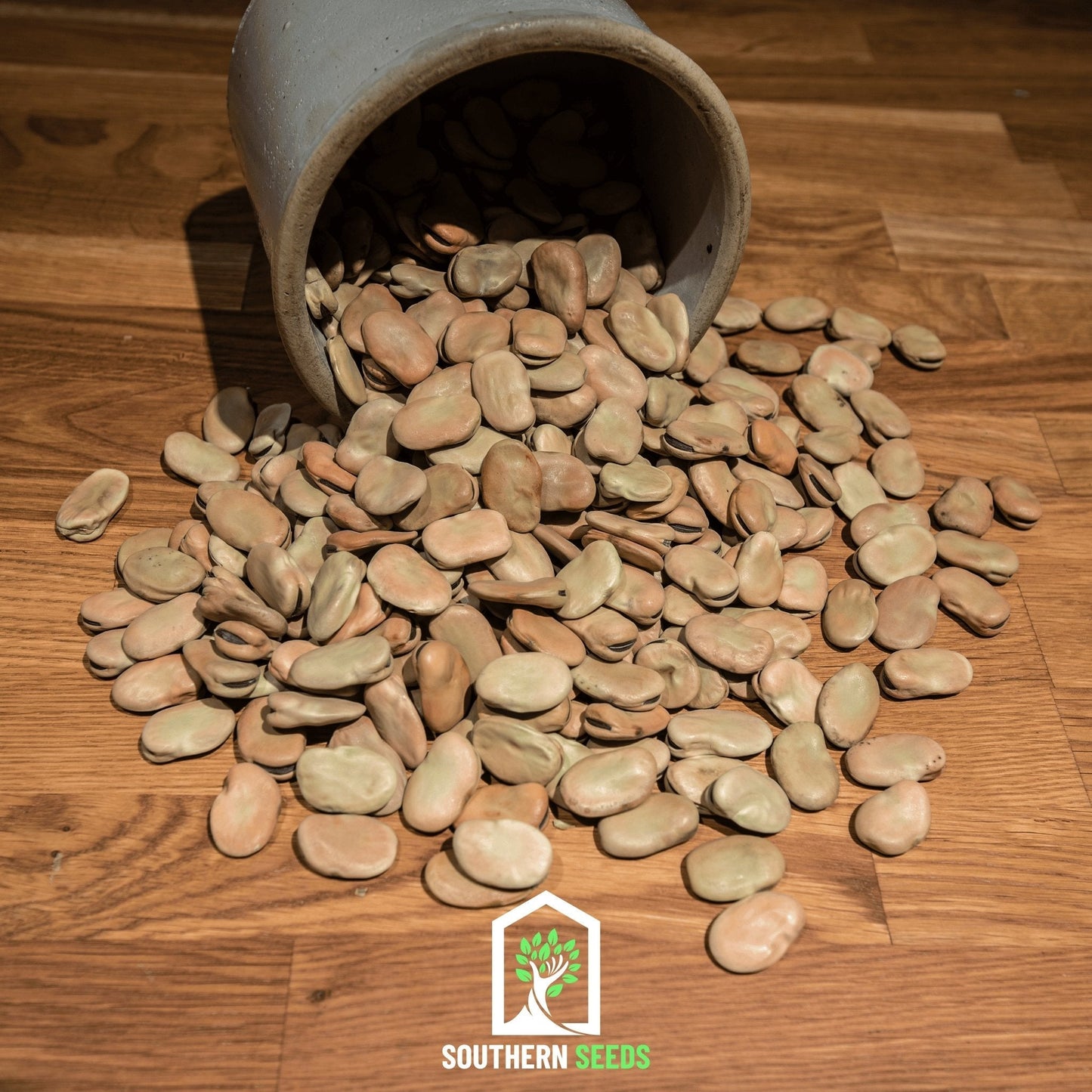 Broad Windsor Fava Bean from Southern Seeds, close-up of fresh green beans and seeds ready for planting.
