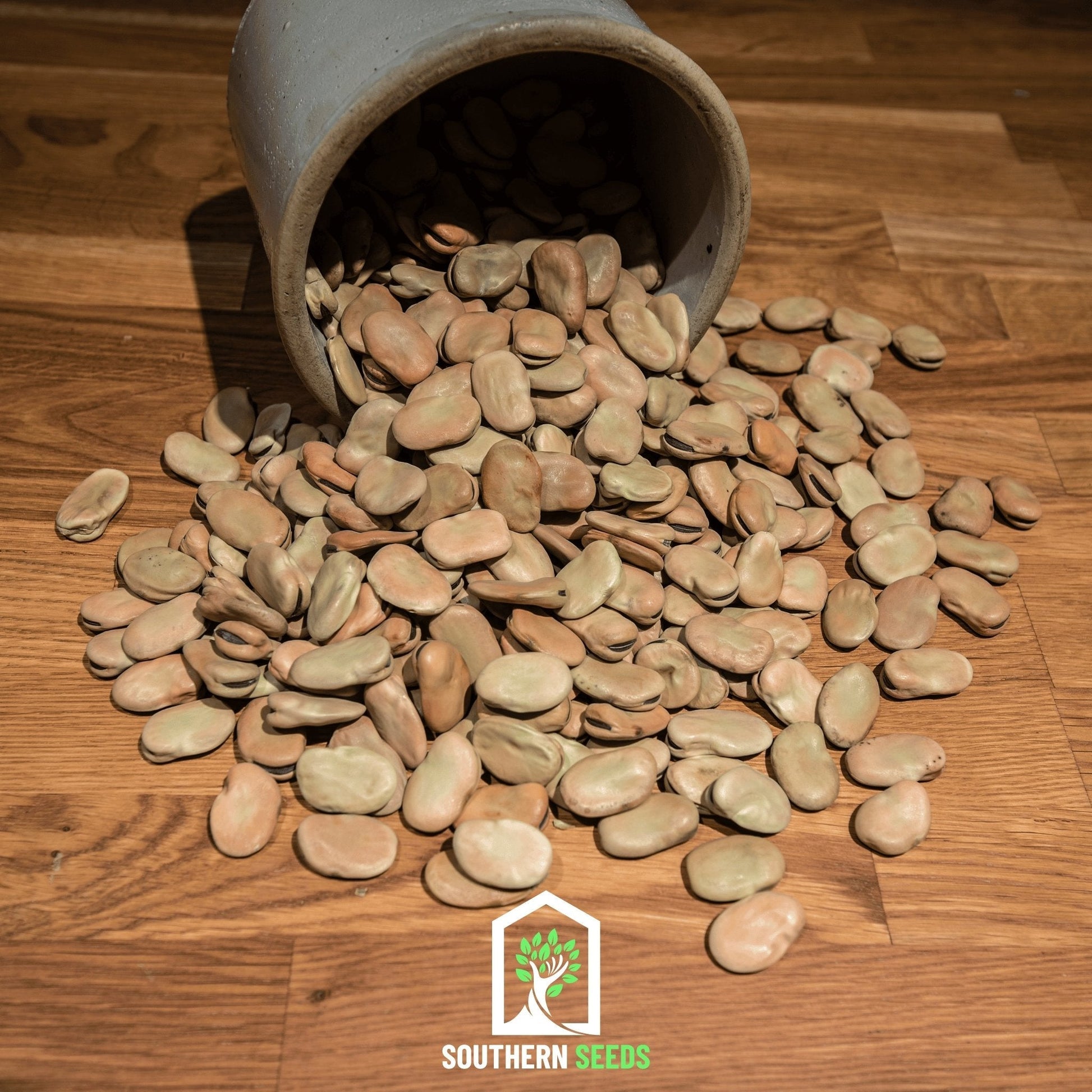 Broad Windsor Fava Bean from Southern Seeds, close-up of fresh green beans and seeds ready for planting.