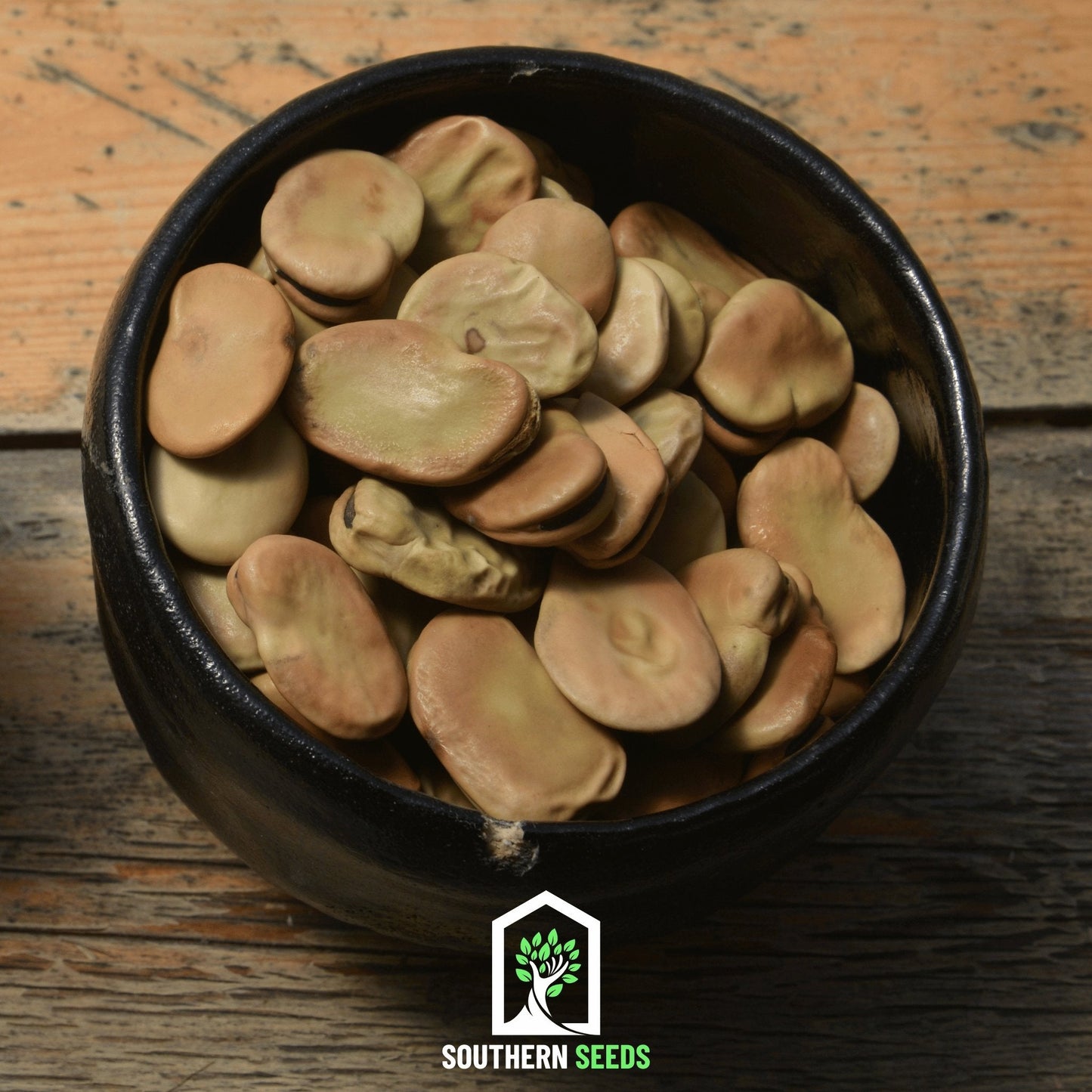 Broad Windsor Fava Bean seeds by Southern Seeds, showing 10 vicia faba beans ready for planting in a natural setting.