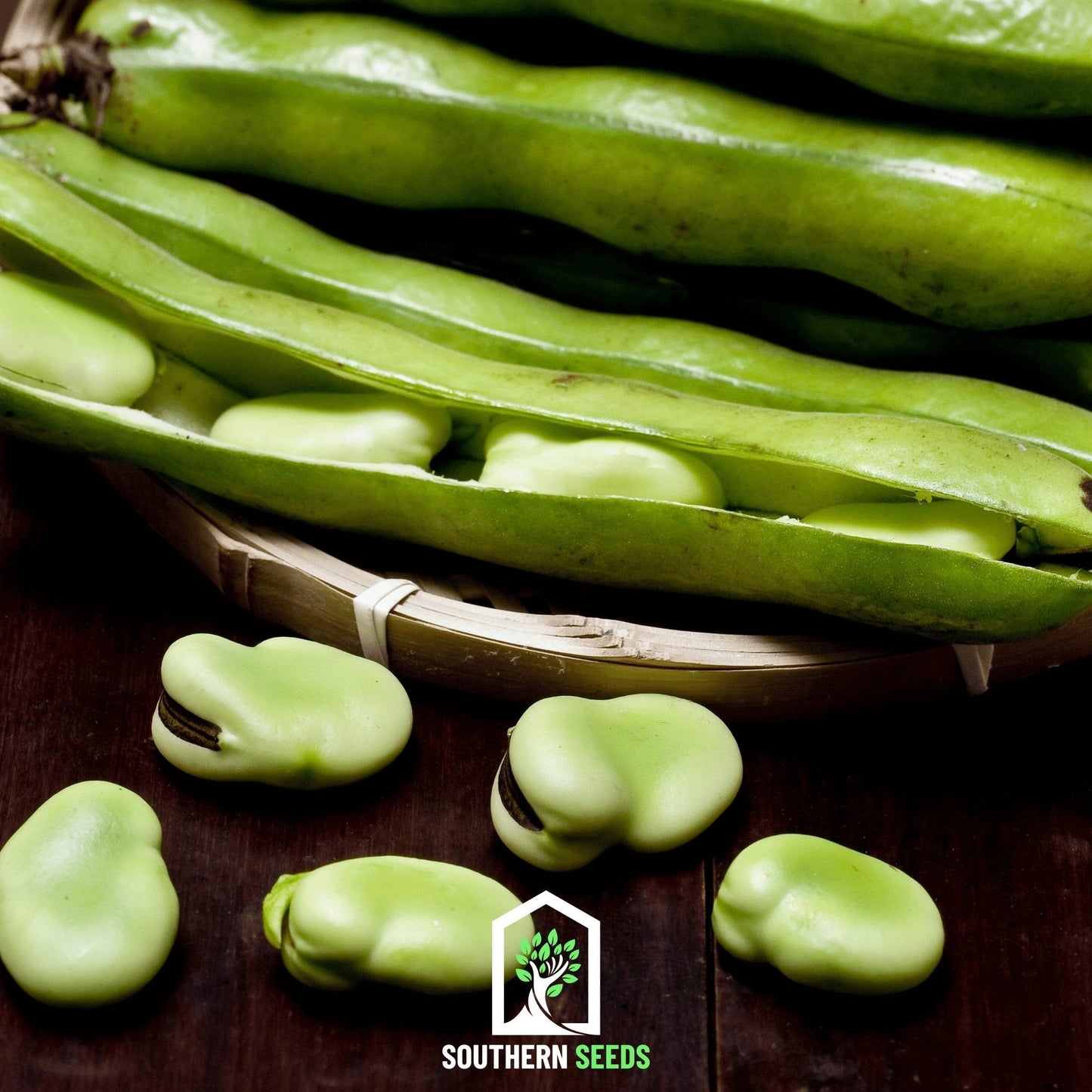 Broad Windsor Fava Bean seeds from Southern Seeds, showing 10 fresh seeds for planting and cultivation.