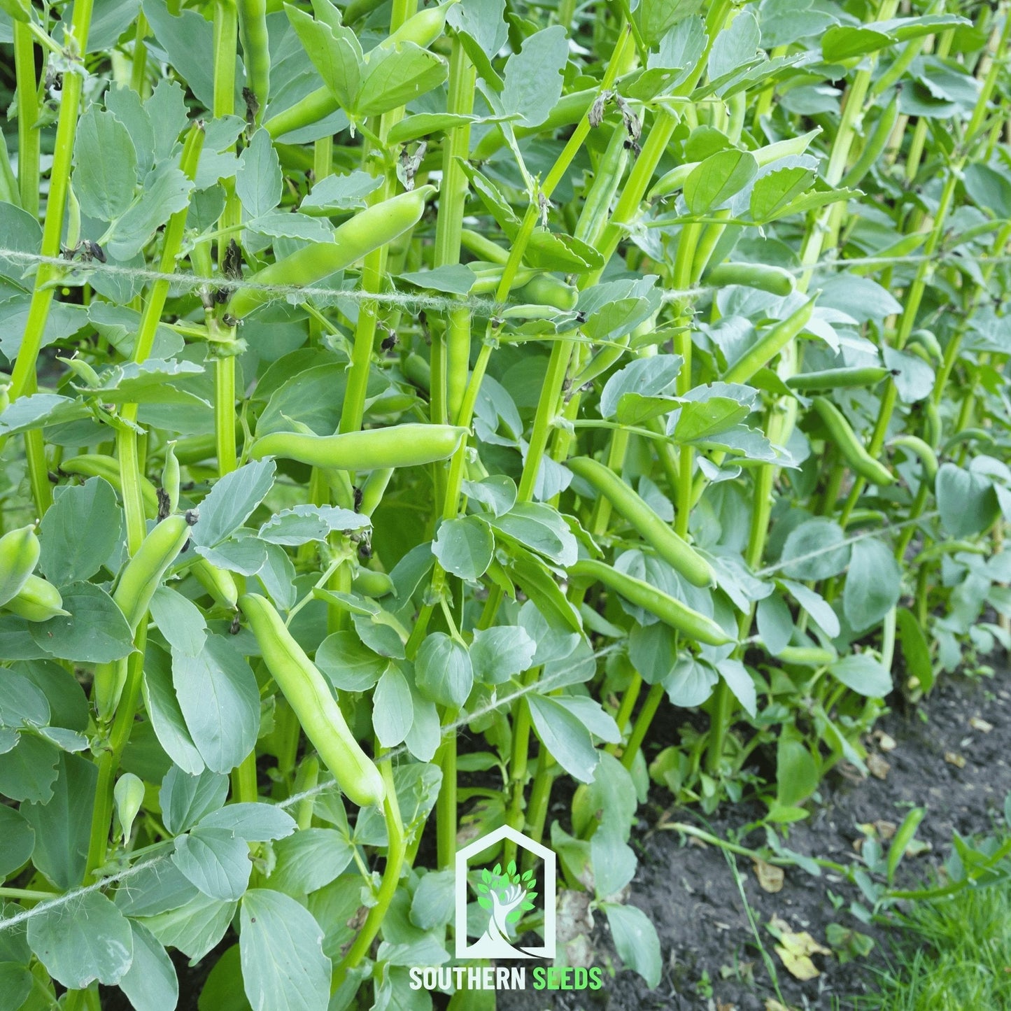 Broad Windsor Fava Bean seeds by Southern Seeds, showing 10 fresh fava bean seeds on a neutral background.