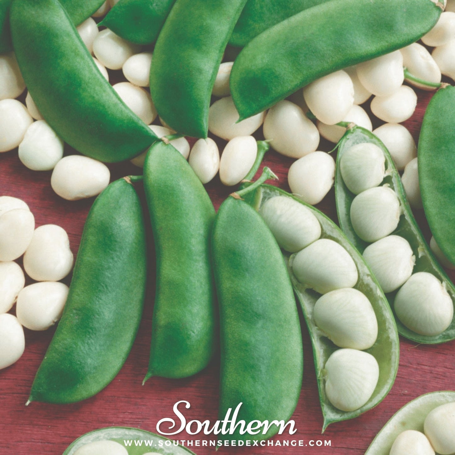 Henderson Lima Bean pole seeds from Southern Seeds, showing 15 healthy bean seeds ready for planting.