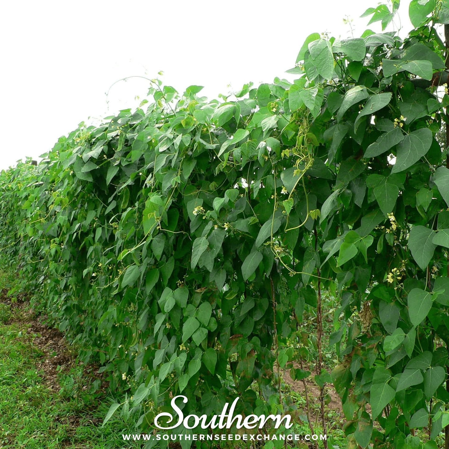 Henderson Lima Bean seeds from Southern Seeds, 15 pole bean seeds for planting and growing in gardens or farms.