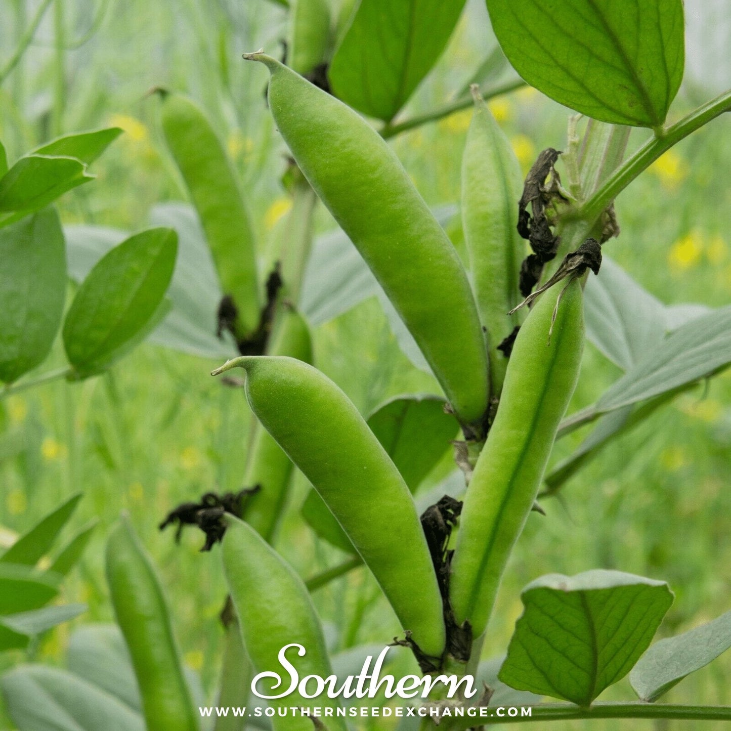 Henderson Lima Bean pole seeds from Southern Seeds, showing 15 fresh lima bean seeds for planting.