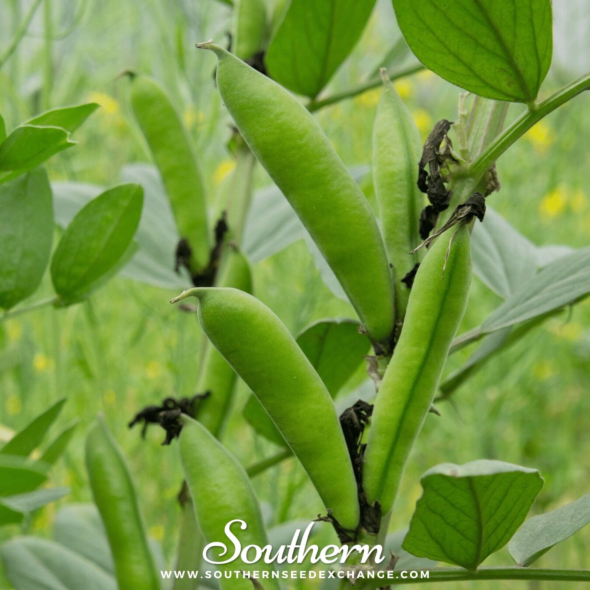 Henderson Lima Bean pole seeds from Southern Seeds, showing 15 fresh lima bean seeds for planting.