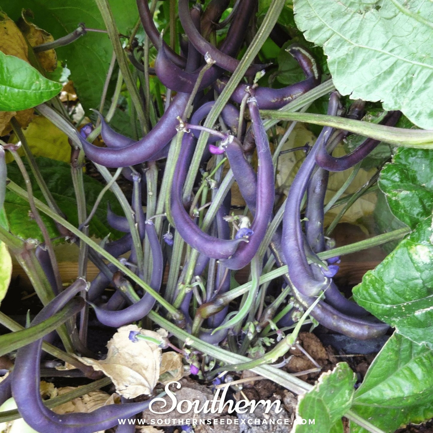 Royal Burgundy Bean bush seeds by Southern Seeds, showing vibrant purple beans and green foliage in a close-up image.