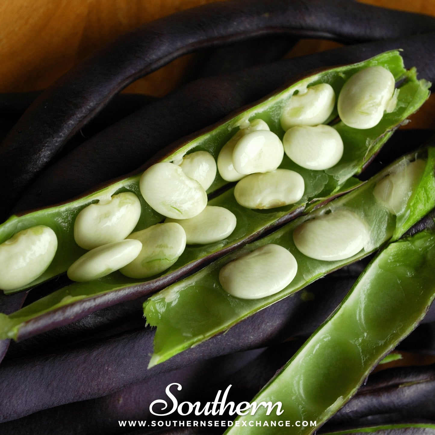 Royal Burgundy Bean bush seeds by Southern Seeds, showing vibrant purple beans and green foliage in a garden setting.