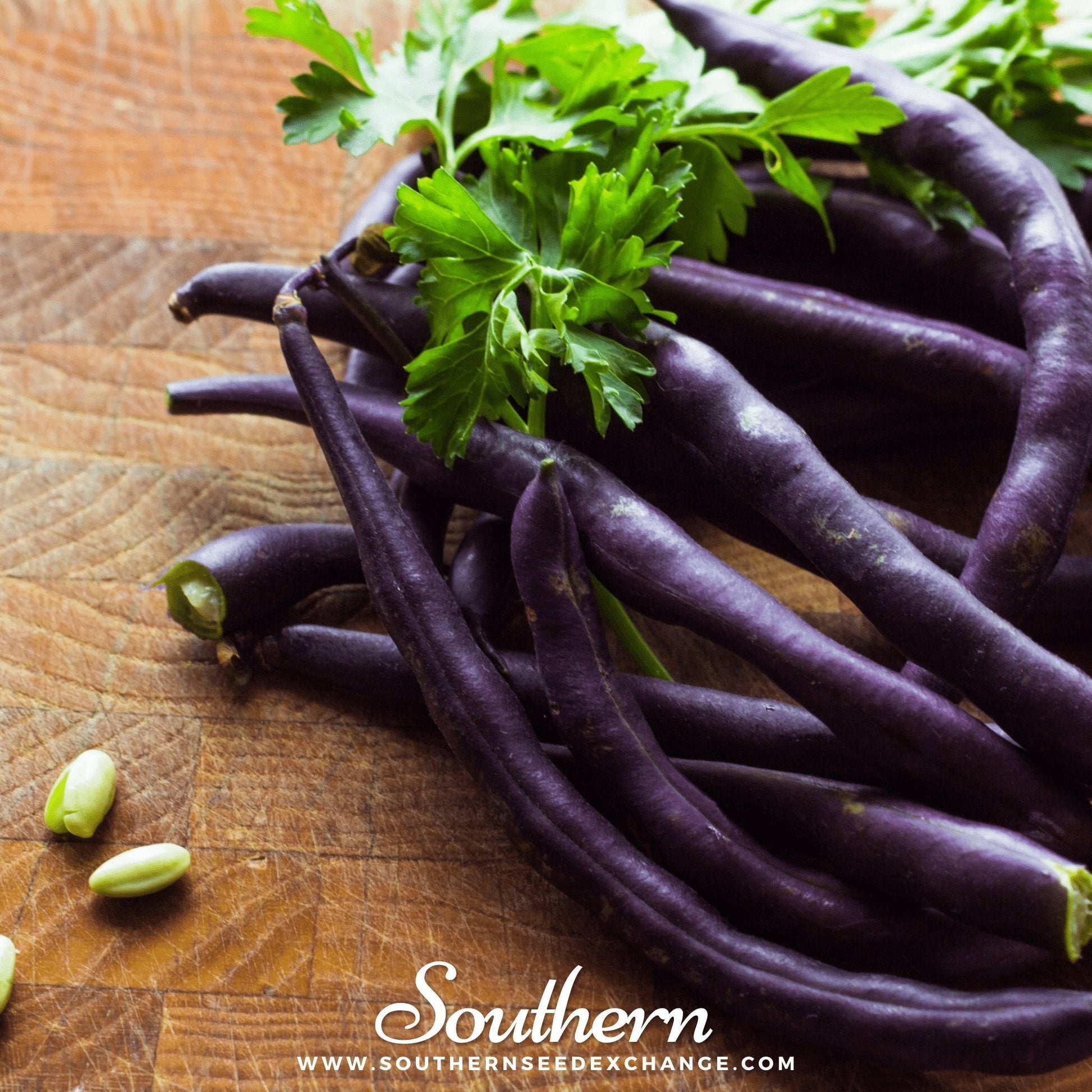 Royal Burgundy Bean bush seeds by Southern Seeds, showing vibrant purple beans and green foliage in a close-up view.