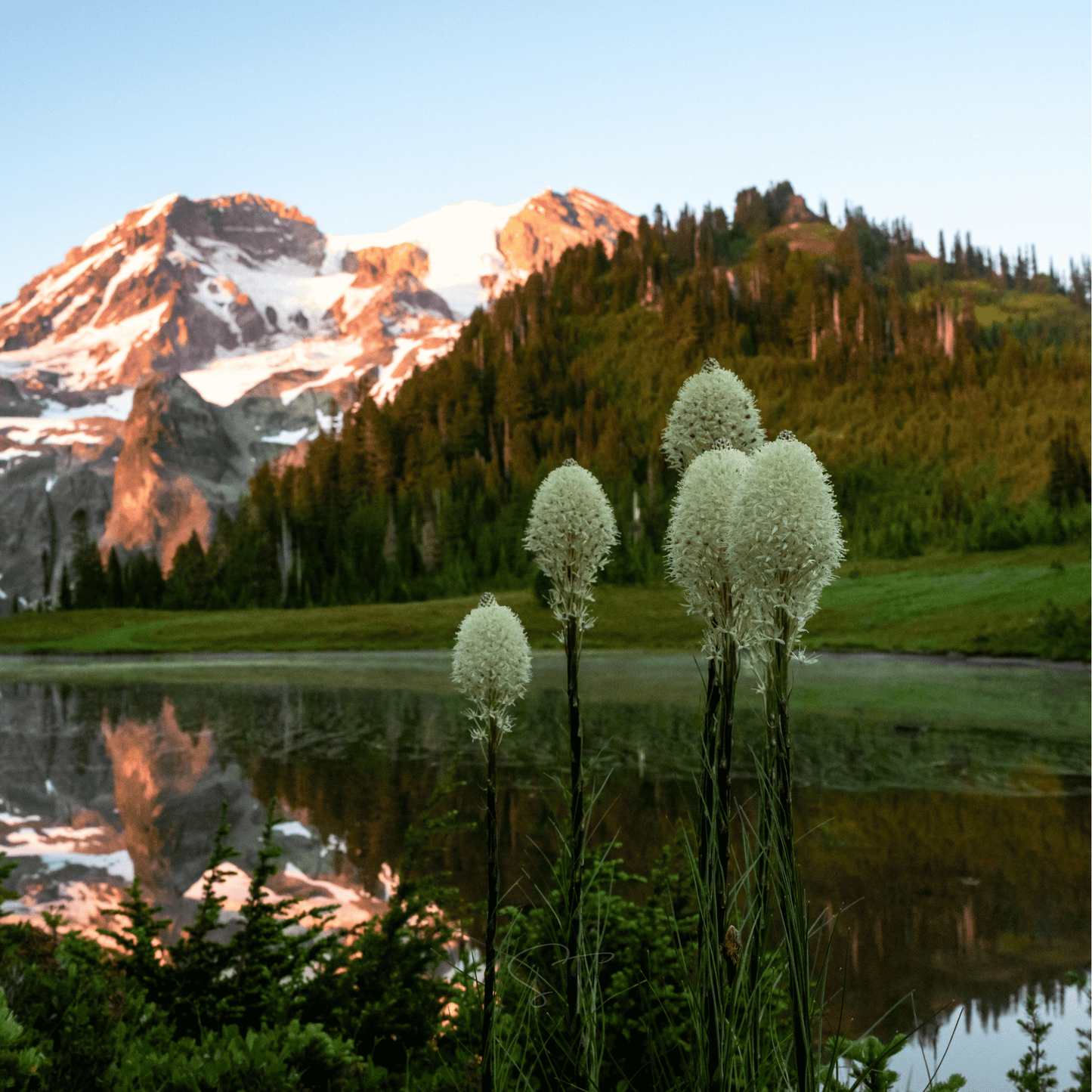 Packet of Bear Grass seeds from Southern Seeds, featuring 50 seeds for planting and cultivation.