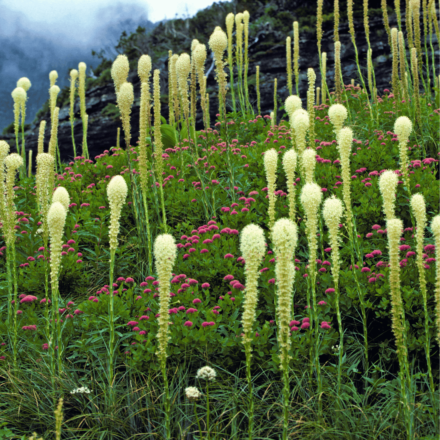 Packet of Bear Grass seeds from Southern Seeds, showing 50 seed packets for planting and gardening purposes.