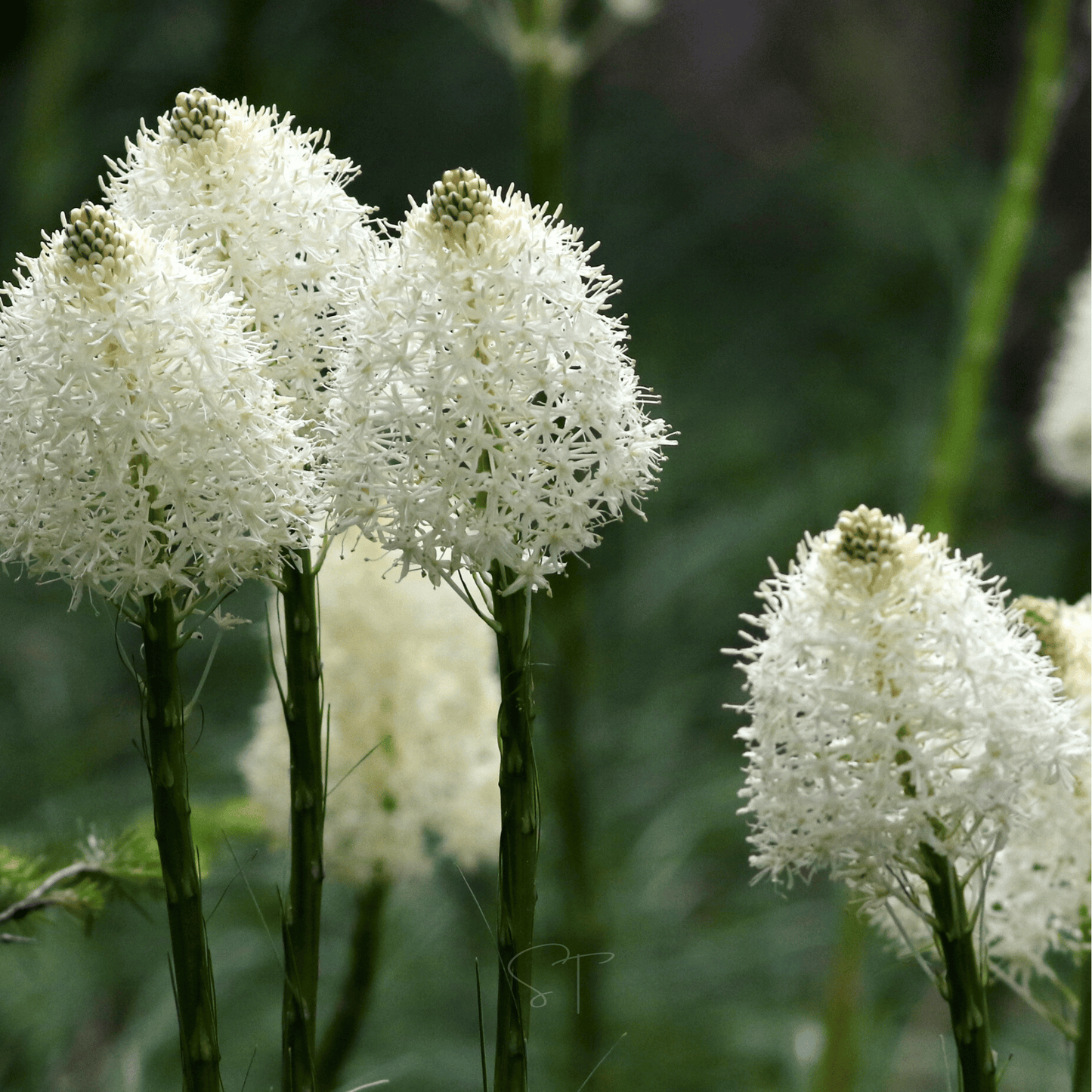 Packet of Bear Grass seeds from Southern Seeds, showing 50 seed packets for planting and garden decoration.