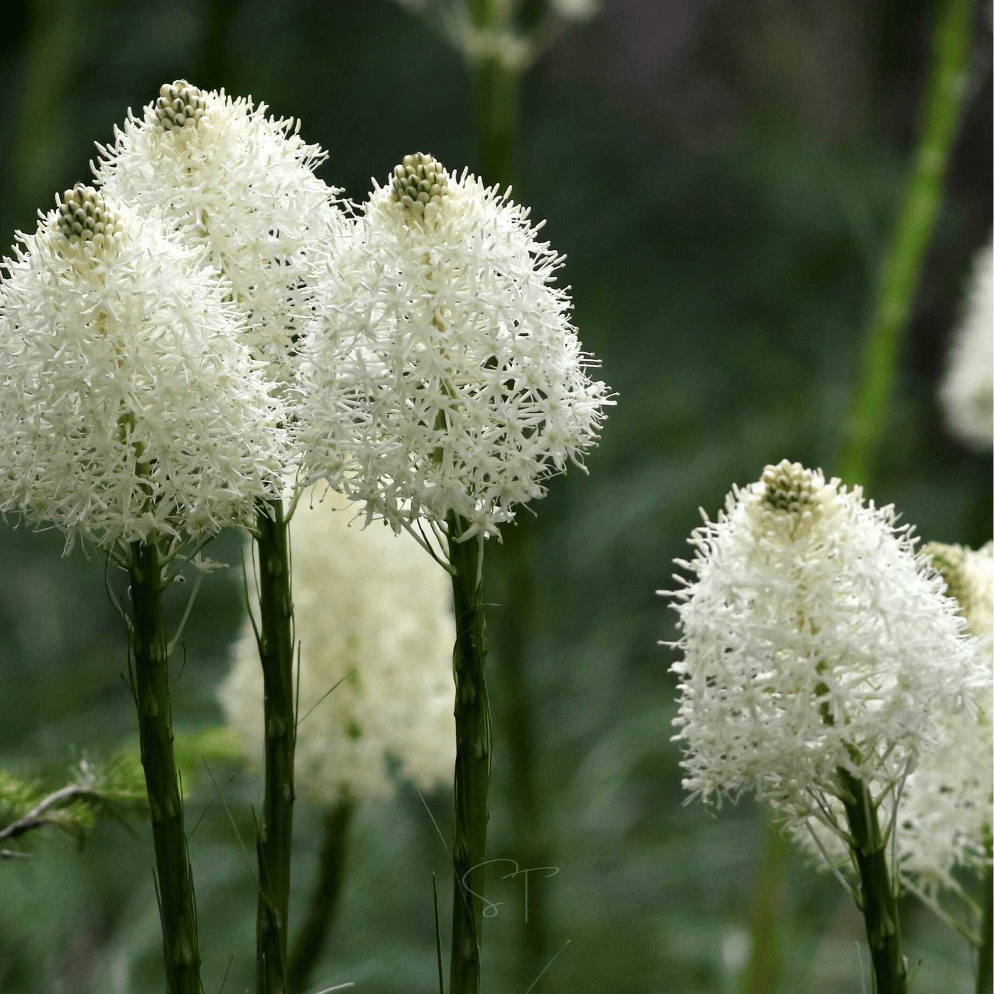 Packet of Bear Grass seeds from Southern Seeds, showing 50 seed packets for planting and garden decoration.