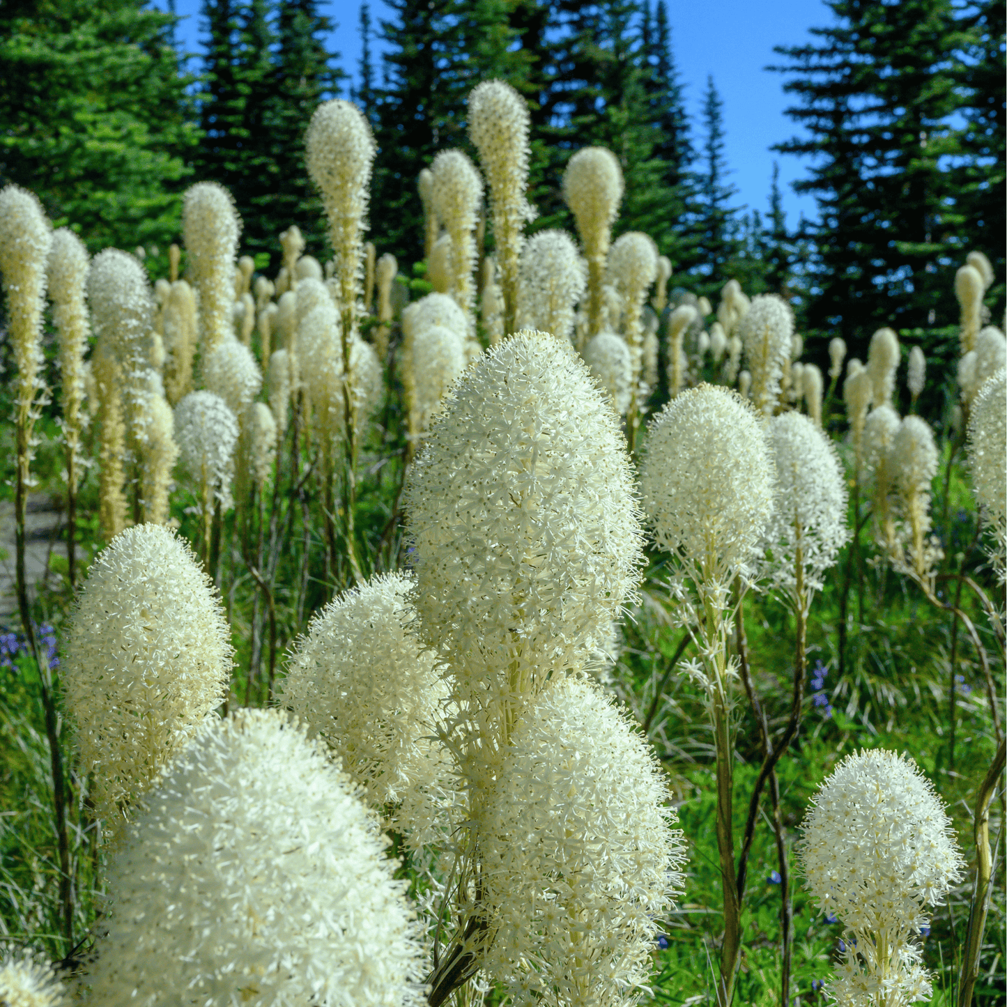 Packet of Bear Grass seeds by Southern Seeds, showing 50 seed packets for planting and gardening.