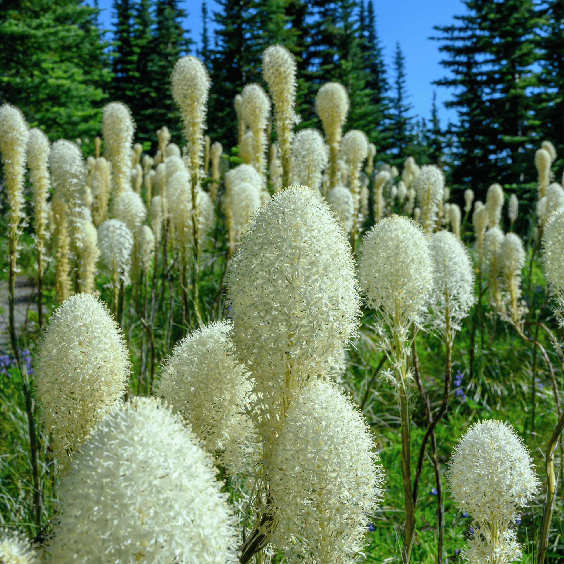 Packet of Bear Grass seeds by Southern Seeds, showing 50 seed packets for planting and gardening.